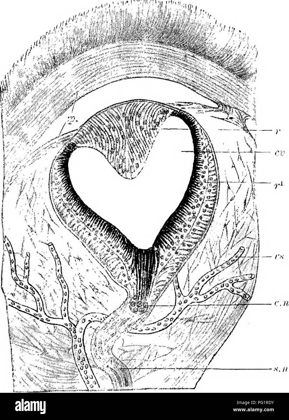 . Elemente der vergleichenden Anatomie der Wirbeltiere. Anatomie, Vergleichende. Das Gehirn 171 Die olfaktorischen Lappen kann gut markiert werden, oder ganz von außen unsichtbar. In solchen Formen wie Anguis, Amphisbsena und typhlops sie sind eng mit der Hemisphären angewandt, während in anderen {z.b. Hatteria, Lacerta, Crocodilus) jeder besteht aus einem gut markierten Wissenschaftler erf - tory Trakt, die vorher in einem Bulbus olfactorius, aus denen die Nerven der Geruch entstehen. Olfaktorische Herzkammern sind in der Regel vorhanden. Die thalamencephalon ist immer gedrückt, und kaum, oder gar nicht, von der dorsalen Seite sichtbar. Eine ausgeprägte hyp Stockfoto