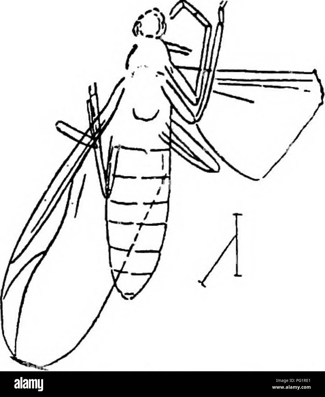 . Beiträge zu den Kanadischen palaeontology. Paläontologie. 112 CONTEIBUTIONS ZU DEN KANADISCHEN PALÄONTOLOGIE ein Insekt8™™ in der Länge, mit ziemlich langen, schlanken Beine und einen relativ großen Kopf. Die Länge des Flügels ist 8°™; seine Form ist elliptisch, mit sehr breit gerundet apikaler Rand. Das Verhältnis der Breite zur Länge wie 1:2-8. Der Radius erstreckt sich eher mehr als sieben Zehntel der Länge der Flügel, und endet in einer sanften Kurve. Der Sektor Radien ergibt sich im ersten Drittel der Länge des Flügels und dichotomizes direkt über die Hälfte ihrer eigenen Länge. Die anterioren Zweig ist relative Stockfoto