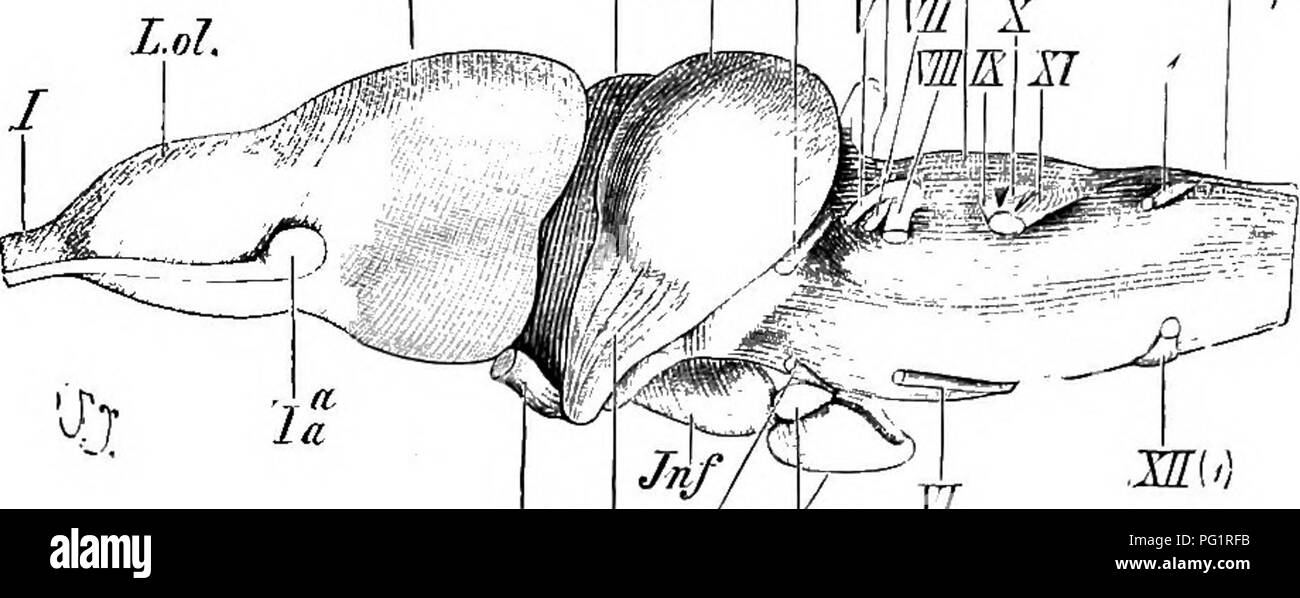 Nervio craneal x SchwarzweißStockfotos und bilder Alamy