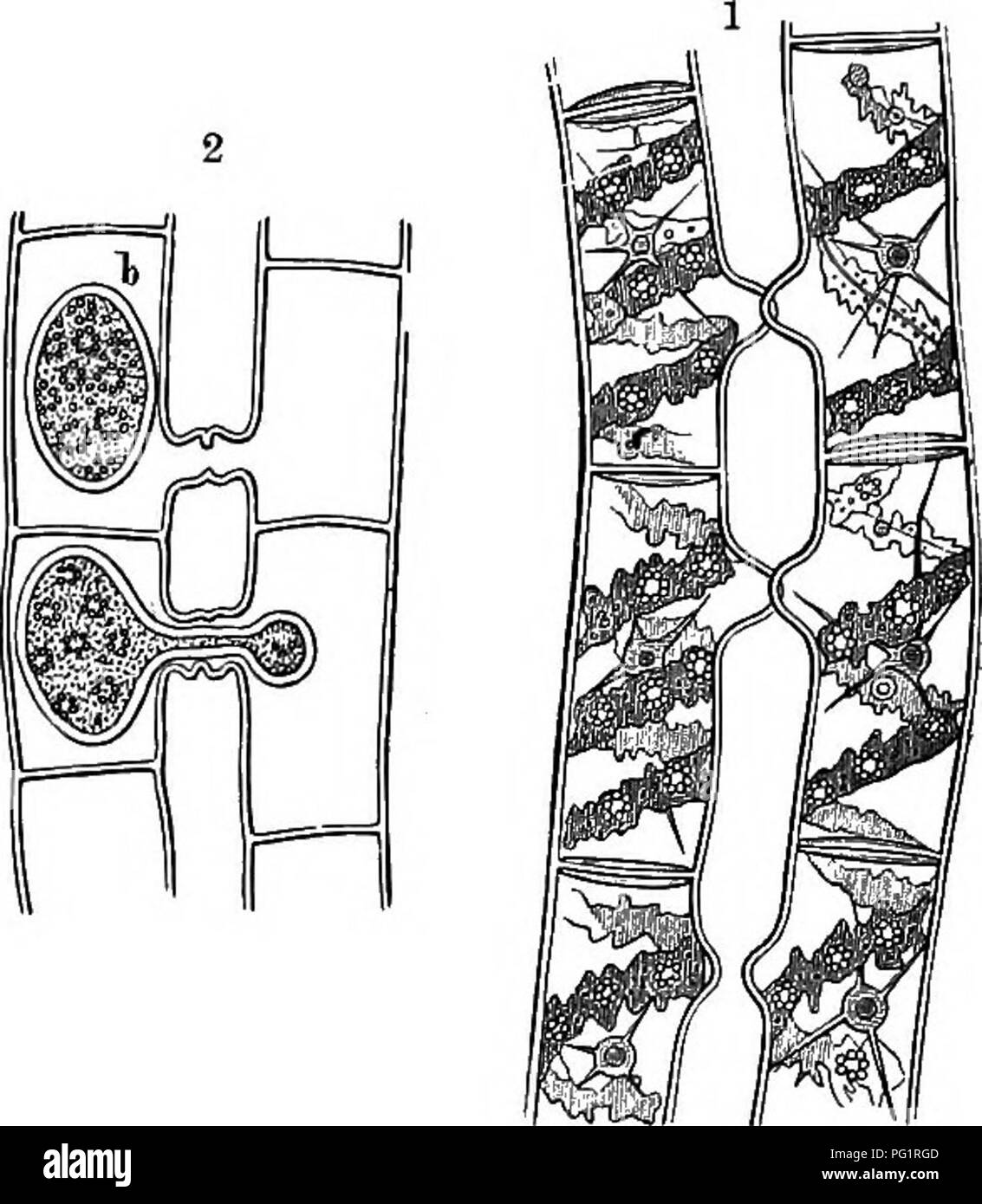 . Der natürliche Verlauf von Pflanzen, deren Formen, Wachstum, Reproduktion und Verteilung;. Botanik. THALLOPHTTA. 657 Jede Zelle enthält einen einzelnen Kern, die ungefähr in der Mitte der Zelle. In den größeren Arten es mitten in der Vakuole durch eine Anzahl von Verzweigungen threads ausgesetzt ist, von denen viele in den peripheren Protoplasma gegenüber einem pyrenoid. Dies kann besonders gut in der Großen 8 gesehen werden. Crassa. Er schlägt vor, dass der Nukleus eine aktive Rolle in der Funktion der Stärke Bildung spielt. In den kleineren Arten, wenn die Breite der Zelle ist vielleicht nicht mehr als Dou Stockfoto