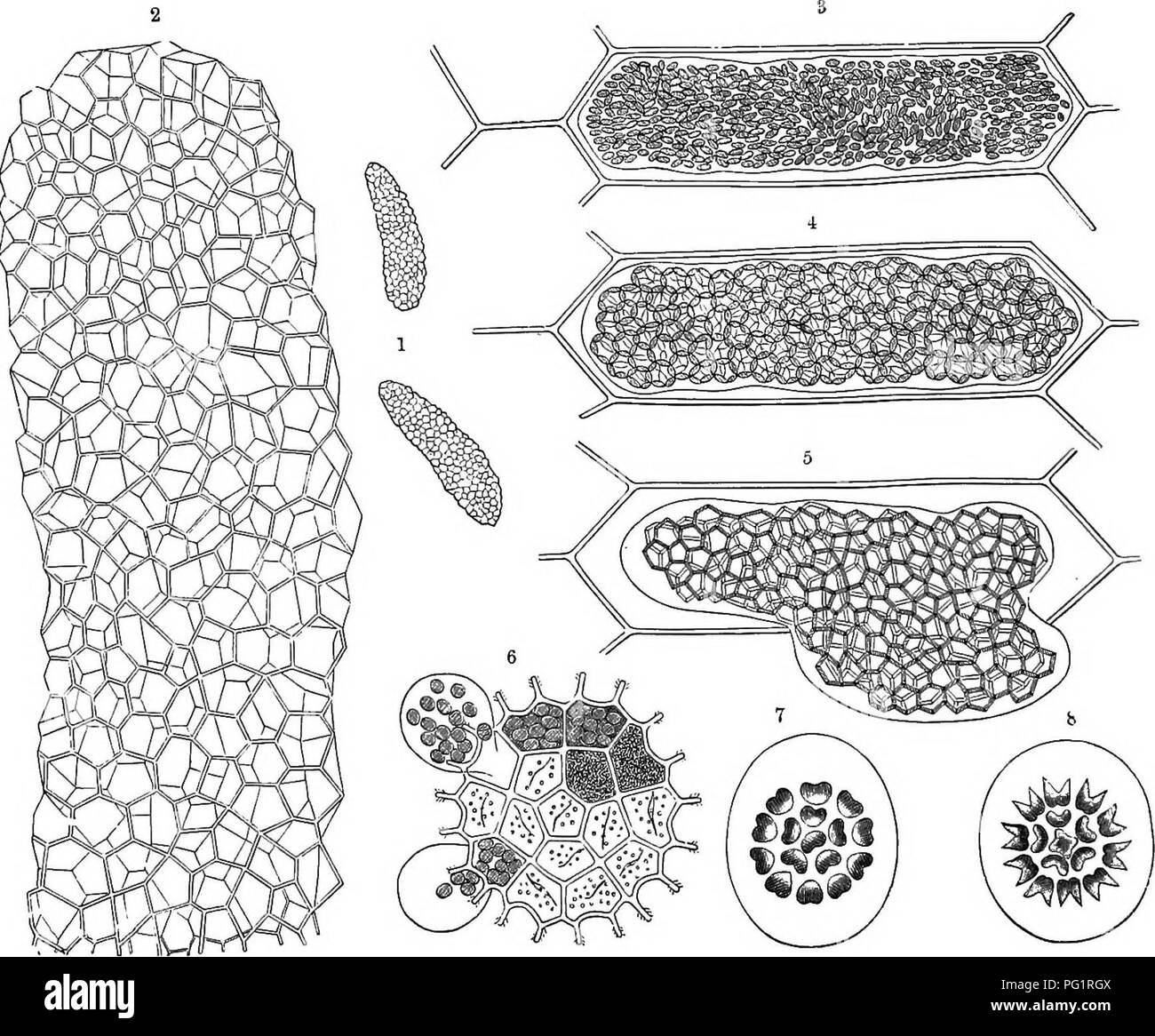 . Der natürliche Verlauf von Pflanzen, deren Formen, Wachstum, Reproduktion und Verteilung;. Botanik. 640 DIE UNTERTEILUNGEN DES PFLANZENREICHES. Hydrodictyon, die Wasser-Net (Abbn. 370 und 370^^) ist eine schöne Organismus bilden Net - wie Kolonien von zylindrischen Zellen, die Ende-zu-Ende verbunden sind, formmg die Seiten Der vieleckige Netze. Jede Zelle kann so viel wie 1 Zentimeter in der Länge sein. Eine dünne Schicht von protoplasma enthält zahlreiche kleine Kerne Linien der Wand und incloses einen großen zentralen Vakuole. Der chromatophore, oder Chlorophyll-Schicht des Protoplasma, enthält viele pyrenoids, jede umgeben Stockfoto