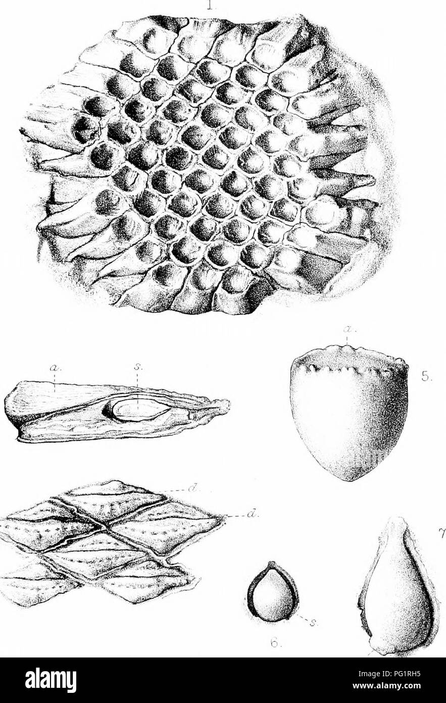 . Katalog der Mesozoischen Pflanzen in der Abteilung für Geologie, das British Museum (Natural History) [Teil III - IV] Der Jurassic Flora. Paläobotanik; Paläobotanik. B.M. JURASSIC PFLANZEN Pt.II. Platte XIIL. Bitte beachten Sie, dass diese Bilder sind von der gescannten Seite Bilder, die digital für die Lesbarkeit verbessert haben mögen - Färbung und Aussehen dieser Abbildungen können nicht perfekt dem Original ähneln. extrahiert. British Museum (Natural History). Abt. der Geologie; Seward, A.C. (Albert Charles), 1863-1941. London, die Treuhänder Stockfoto