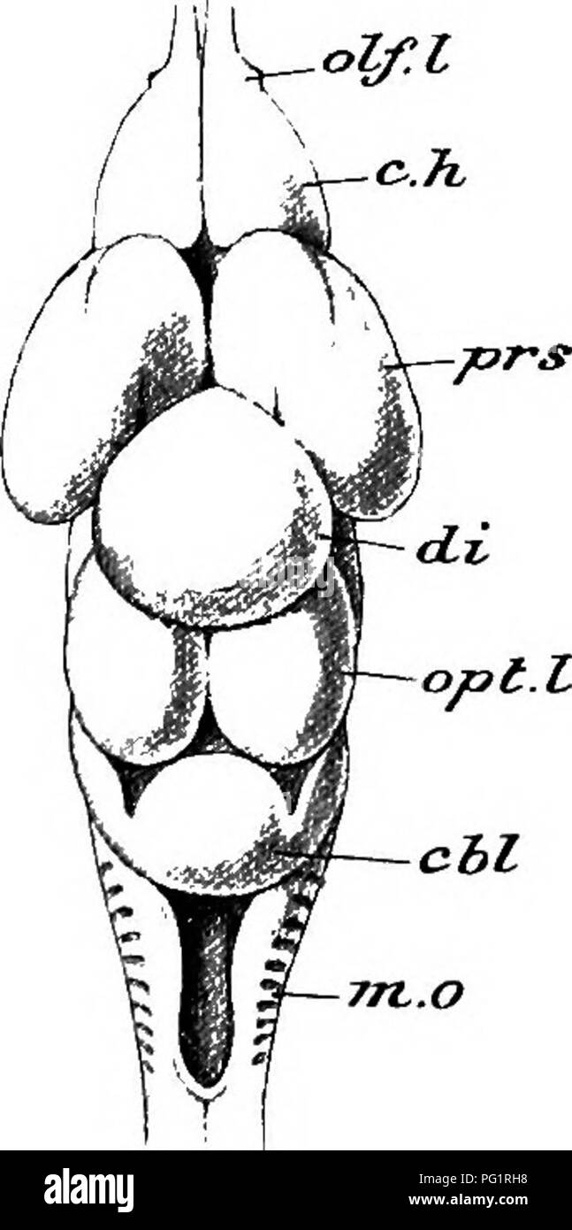 . Elemente der vergleichenden Anatomie der Wirbeltiere. Anatomie, Vergleichende. Fio. 131. - Bbain von Cheilo - scylHum. (Von Parker und Haswell der Zoologie.) Von der dorsalen Seite gesehen, das Dach der verschiedenen ven - tricles entfernt um zu zeigen die Beziehungen der Hohlräume (semi-Schematische). Cer, Dilatation, aus dem die metaccele oflf gegeben ist; Dia, thalamoccele - die Referenz linie weist auf die Öffnung in das infundibu-lum Führung; Iter, Aquädukt von Sylvius (mesoccele), in die das optocceles (opt) öffnen; Meta, myeloccele; para, seitliche ven - Tricle; Pro, der mittlere Teil der prosoccele; 7-h Stockfoto