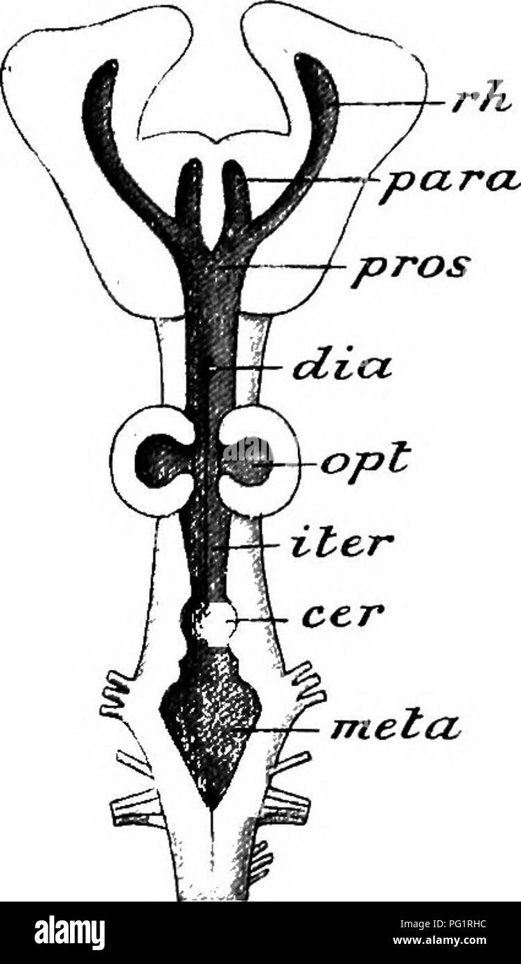 . Elemente der vergleichenden Anatomie der Wirbeltiere. Anatomie, Vergleichende. Das Gehirn 161 Das kleinhirn ist immer sehr groß, die Überlappung der Optic Lappen und die Medulla oblongata in mehr oder weniger Umfang: Es ist in mehrere Falten hintereinander liegenden geteilt, und in der Regel enthält ein metaccele Öffnung in den vierten Ventrikel (Abbn. 130 und 131). In Haie der Medulla oblongata ist einen länglichen zylindrischen Körper, während in Kays es komprimiert ist und dreieckigen; auf seiner. Fio. 131. - Bbain von Cheilo - scylHum. (Von Parker und Haswell der Zoologie.) Von der dorsalen Seite gesehen, die Ro Stockfoto