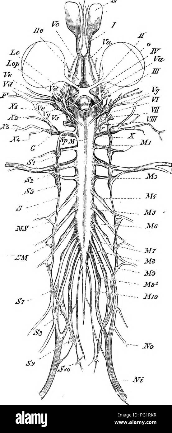 . Elemente der vergleichenden Anatomie der Wirbeltiere. Anatomie, Vergleichende. 150 vergleichende Anatomie. M2 Fic!. 121.- Die Entikk Nervensystem der Frosch. Von der Bauchseite. (Nach A. Ecker.) Er, zerebrale Hemisphären (prosencephalon); Lop, Optik, Lappen (mesencephalon), iV, Rückenmark; Ml, MIO, Spinalnerven, whicli sind bei "SH durch Niederlassungen verbunden (Rami Communicantes) mit den Ganglien (SI, SlO) des sympathischen (IST); Nein, N. femoralis; Ni, ischiasnerv; ich zu einem ', ersten bis zehnten Hirnnerven. s; O, Ganglien des Vagus; Vfi, Gasserian ganglion; o, Auge; iV^, nasale Sac; Va Stockfoto