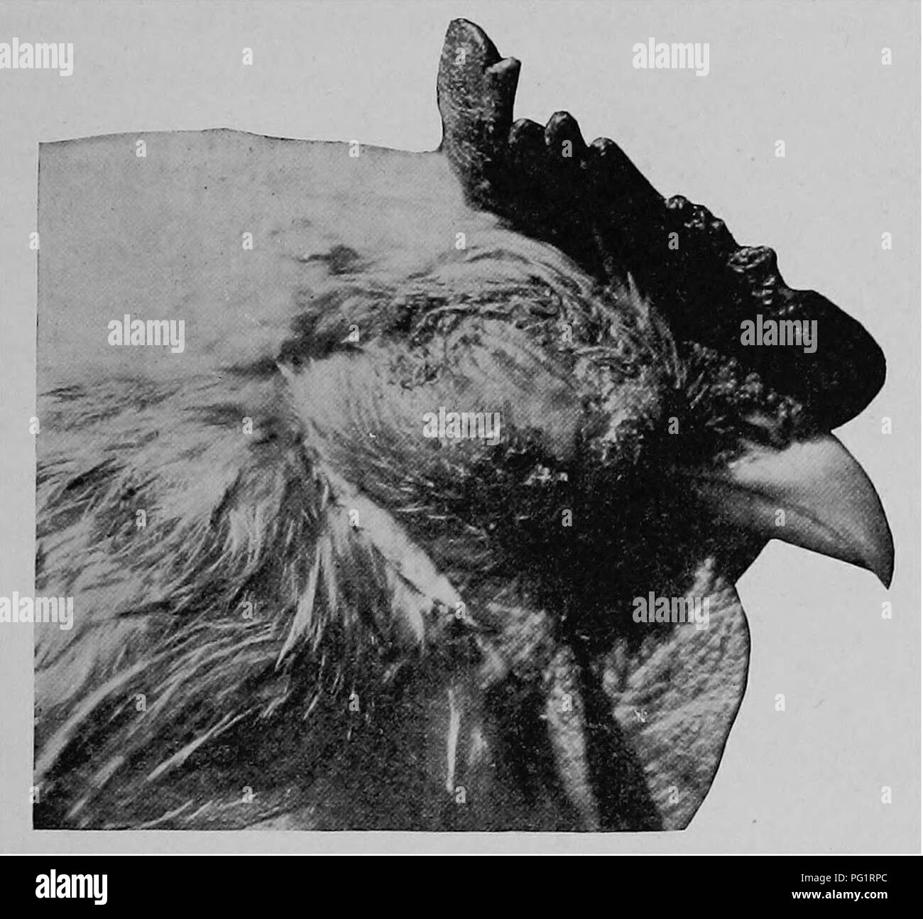 . Die Pathologie und differenzierte Diagnose von Infektionskrankheiten