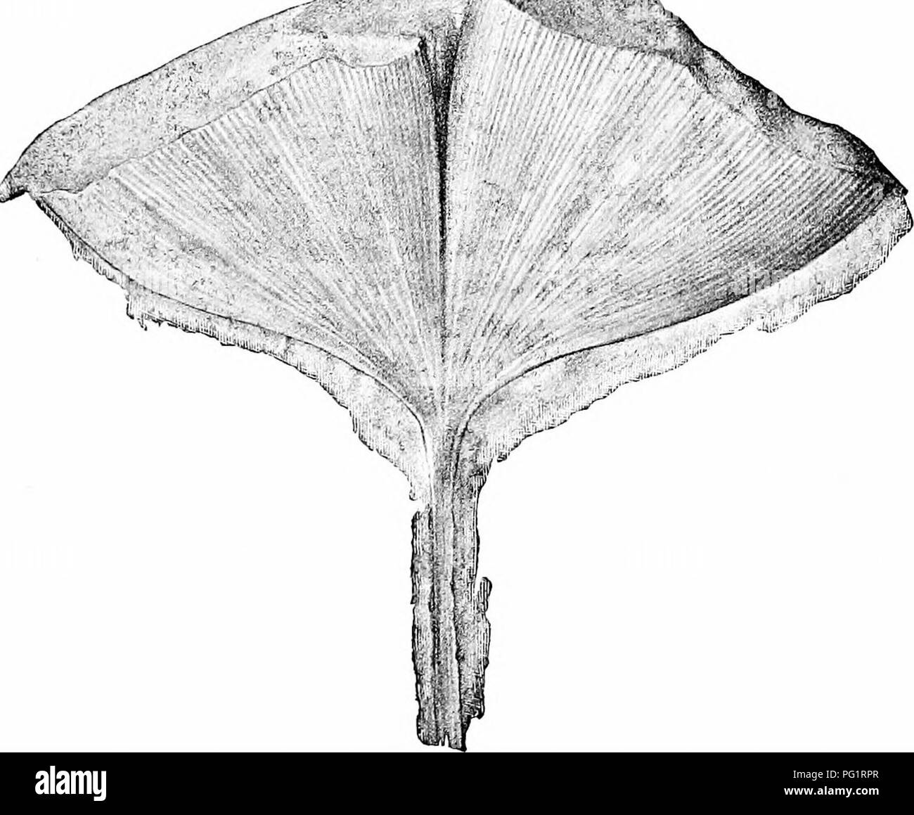 . Katalog der Mesozoischen Pflanzen in der Abteilung für Geologie, das British Museum (Natural History) [Teil III - IV] Der Jurassic Flora. Paläobotanik; Paläobotanik. GINKGO. 99 Die Probe stellte von Buckman als 1 Noeggerathiu ist in tlie Britisli Museum (V. 3433). Die lohed und gestielte Blätter reproduziert von einem di-awing durch Frau Strickland in der Geologe für 1863' ist kein Zweifel, speziell mit denen in PL XI vertreten identisch Abb. 3 Und in Text und Bild. 9. Die ursprüngliche Probe wird in "Js^-S ^g^.-. Abb. 9.- GinTcgo digitata (Brongn.). Nat. Größe. Cirencester Musexim. Von einem Muster in der Strickland Stockfoto