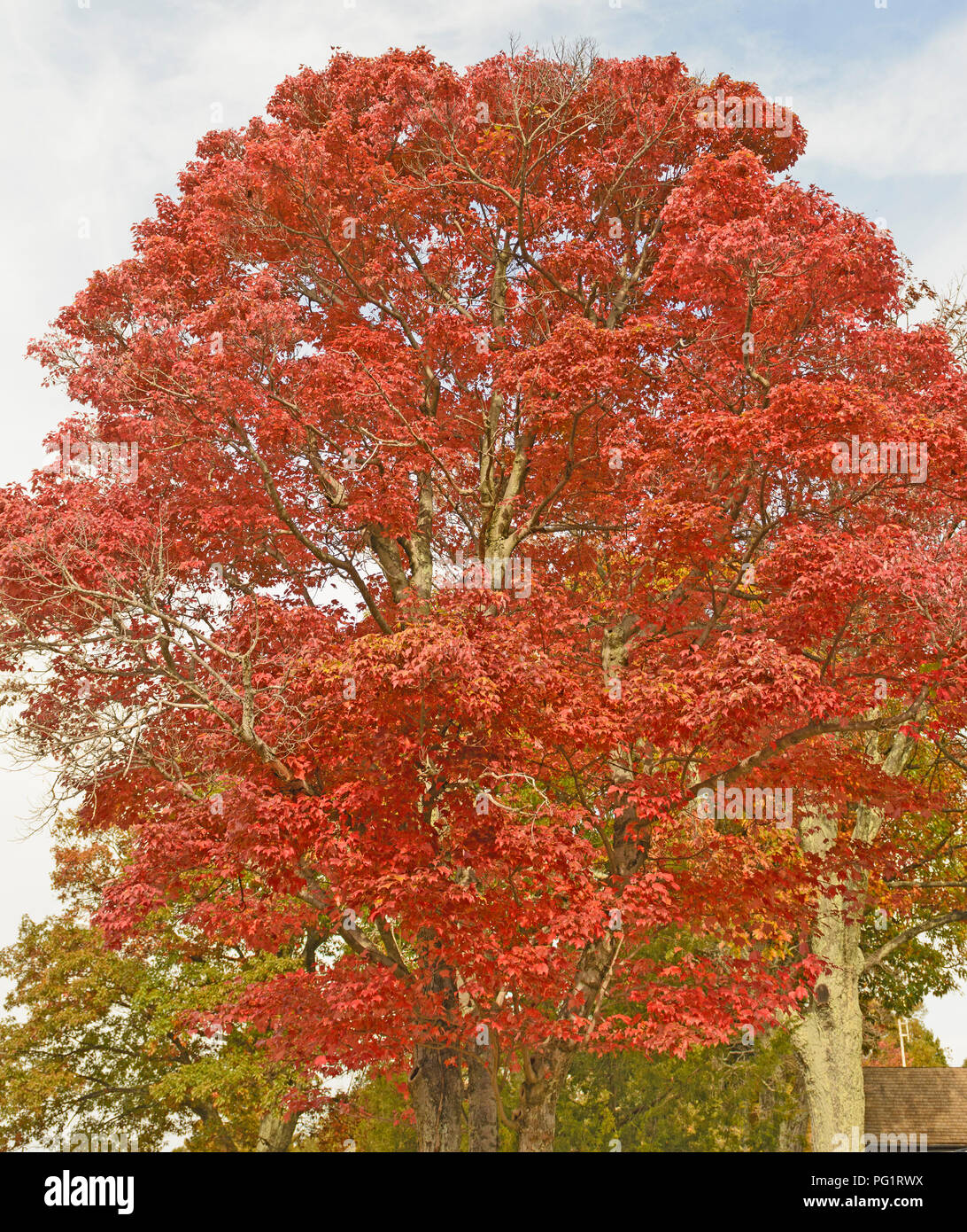 Red Maple im Herbst in Shenandoah National Park, Virginia Stockfoto