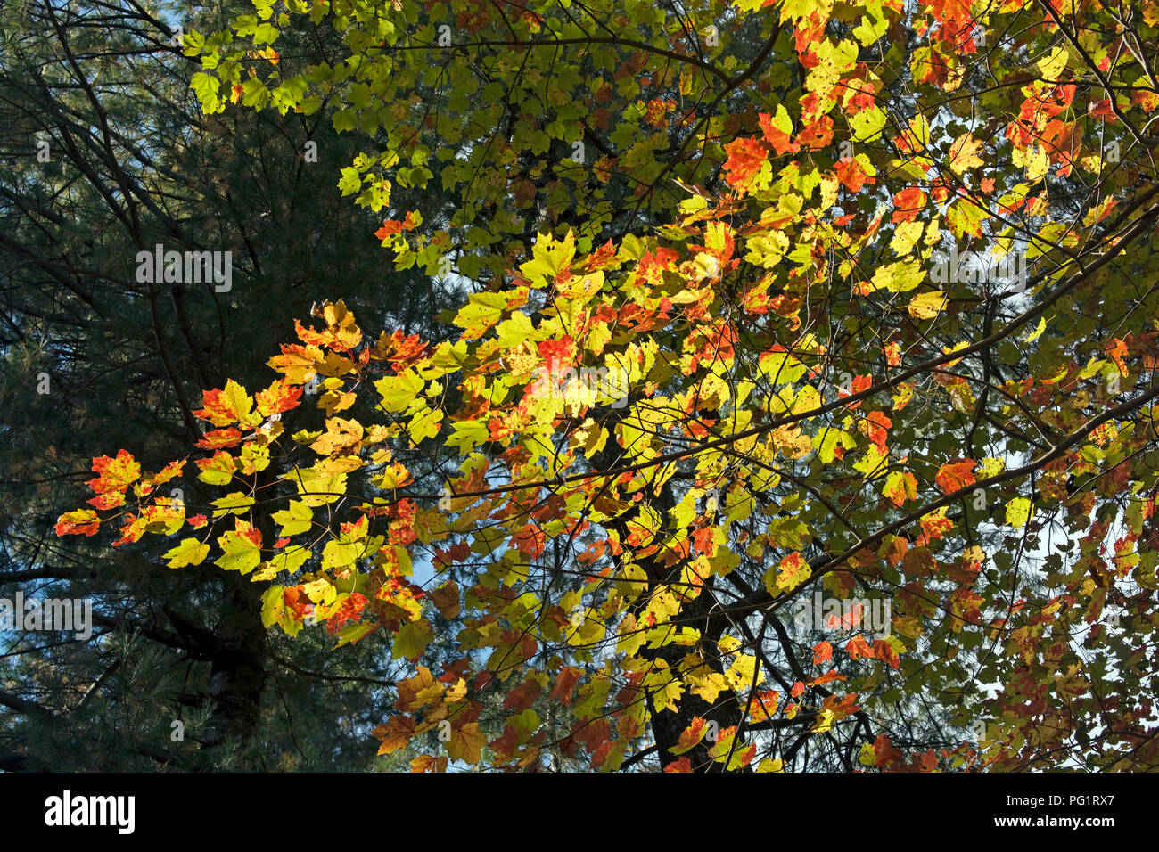 Ändern der Farben auf einem Ahorn Zweig in Shenandoah National Park, Virginia Stockfoto
