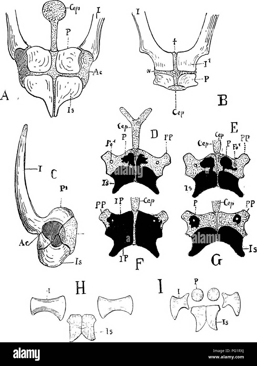 . Elemente der vergleichenden Anatomie der Wirbeltiere. Anatomie, Vergleichende. Becken- ARCH 113. Abb. 91.-Becken op Yakious Amphibia. A, Xenopus [Dactyhthra), von unten; B, das Gleiche von vorne; C, Rana e^ cuJtnta, von der rechten Seite; 1) und E, Sa/aiiiandra ntra; F und G, Salanmndra mnrii/Oia; H, Branrhio. taiirn. s; I, fJi-iivsaiinis. D-I, von der Bauchseite. (Abbn. H und I nach Creduer.)/, Ilium; Ist, sitzbein; P, pubis (P^in Rana, pubic Ende ilium); IP, abgesichert - pubic Symphysis Ossifikation; PP, prepubis; Cep, epipubic Knorpel; Fo^, obturator Foramen;/' (Xenopus), der Proxima Stockfoto