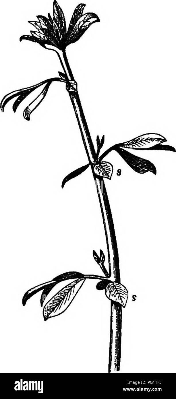 . Die Kraft der Bewegung in Pflanzen. Pflanzen, Botanik. 354 CIKOUMNUTATION geändert. Kap. VU andere, sondern nur in Eobinia mit. Psoralea acaulit wirft seine drei Faltblätter bei Nacht; während Amorpha fruticosa* Dalea cdopecuroides und Indigofera Dolmetsch zu betätigen. T, dass Tephrosia Duchartre cariboea ist das einzige Beispiel für "fiederblätter oouchees Le Long du Blattstiel et Vers la Base; "aber ein Bild. 145.. A. B. IjoIus Cieticus: ein Stengel mit Blättern wach während des Tages; B, mit Blätter schlafend nachts. SS, nebenblatt - wie Broschüren. ähnliche Bewegung auftritt, wie wir bereits gesehen haben, und Stockfoto