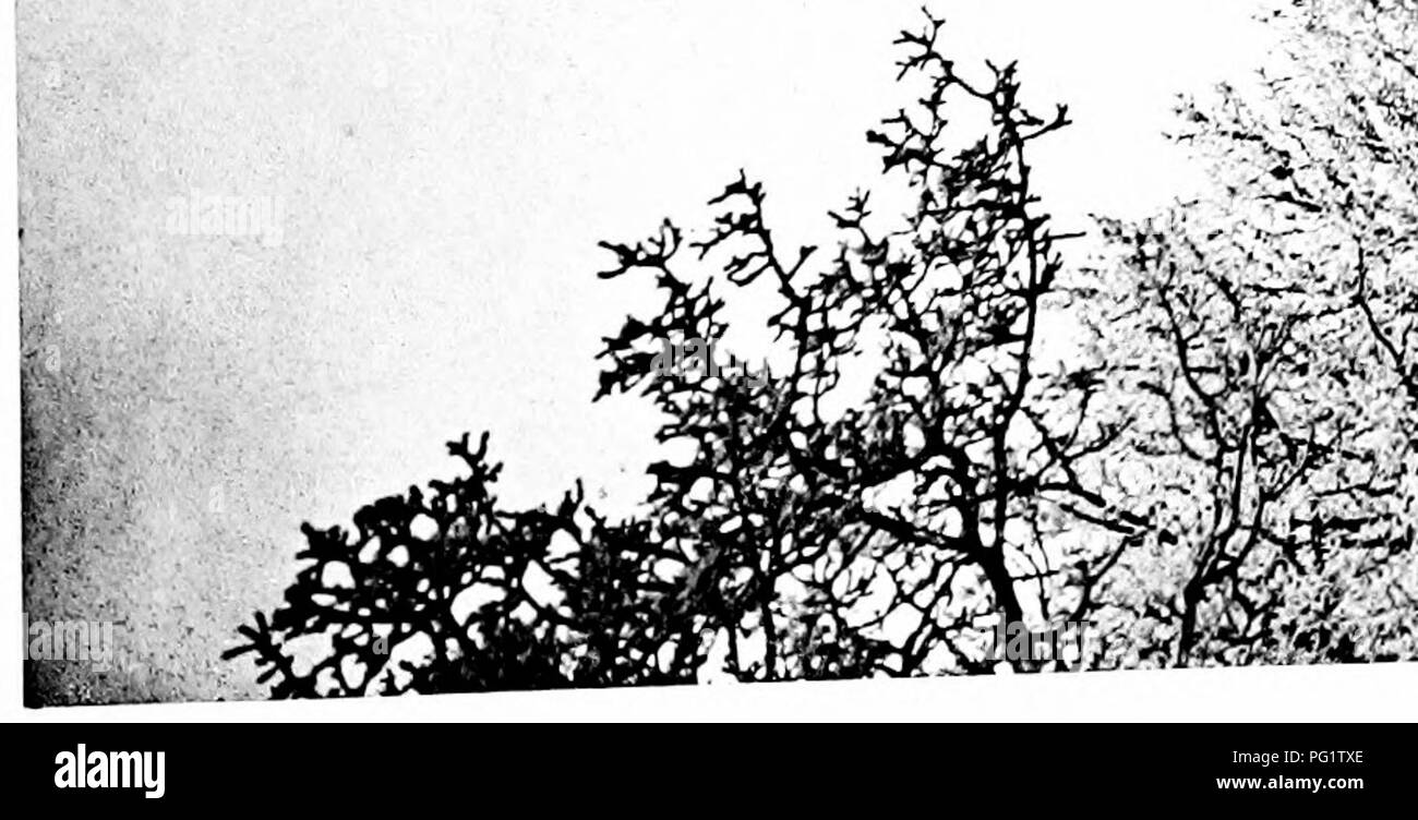 . Die Bäume von Großbritannien &Amp; Irland. Bäume; Bäume. tr>/I. - V^' "i-V; ^^; f*; f ' M â¢.⢠^1^J'f4.??.^:. w SSSÂ"'^^7^'U, A-k/->. V^ * lEV t; • • r'^/^V .:::, '!t .:. T â ¢^K>;;;;;;; •. Bitte beachten Sie, dass diese Bilder sind von der gescannten Seite Bilder, die digital für die Lesbarkeit verbessert haben mögen - Färbung und Aussehen dieser Abbildungen können nicht perfekt dem Original ähneln. extrahiert. Elwes, Henry John, 1846-1922; Henry, Augustinus, 1857-1930. Edinburgh, Priv. Drucken. Stockfoto