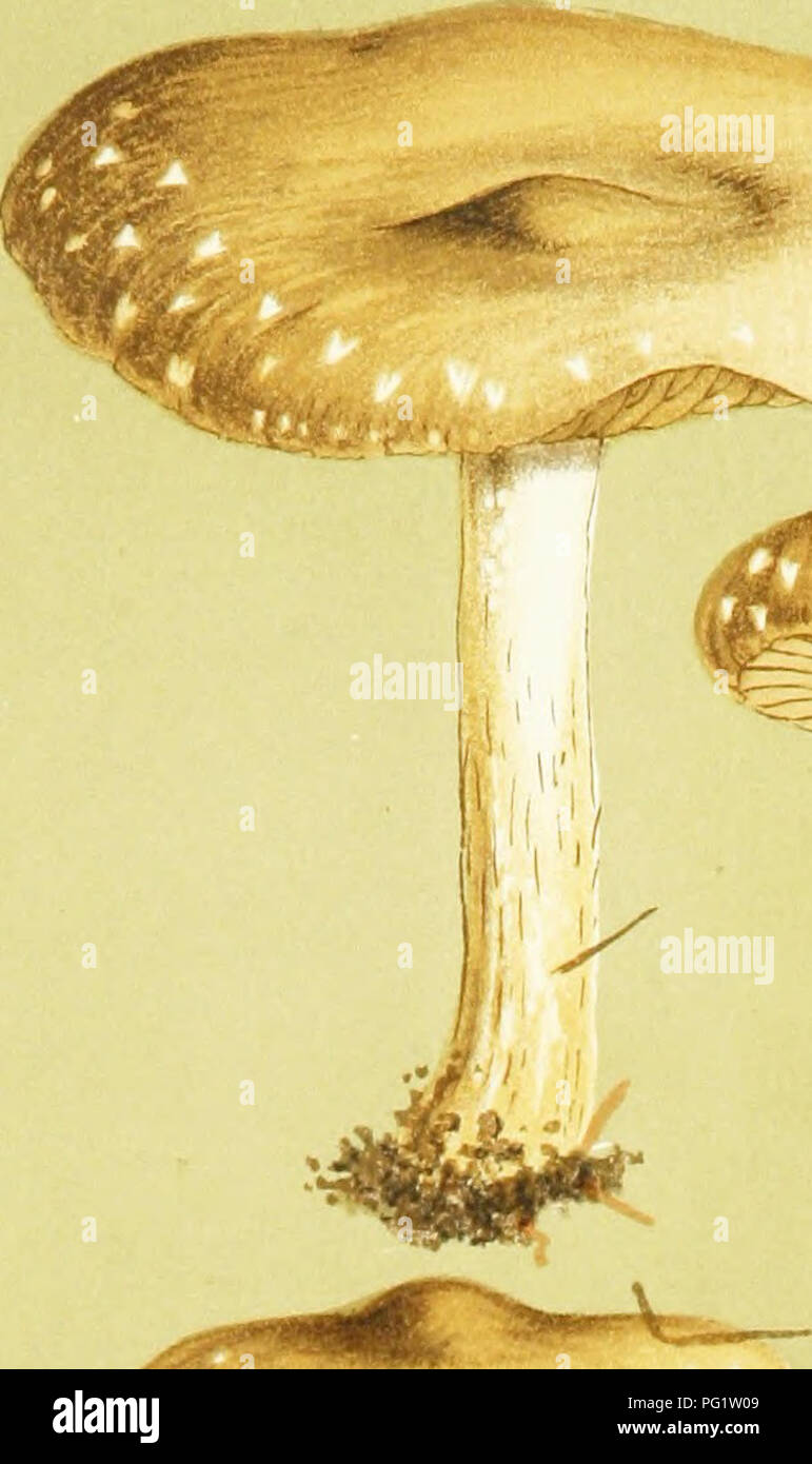 . Abbildungen der britischen Pilze (hymenomycetes) als Atlas für das "Handbuch der britischen Pilze" dienen. Pilze; Botanik. PL. 430. nery zähflüssig.. Bitte beachten Sie, dass diese Bilder sind von der gescannten Seite Bilder, die digital für die Lesbarkeit verbessert haben mögen - Färbung und Aussehen dieser Abbildungen können nicht perfekt dem Original ähneln. extrahiert. Cooke, M. C. (Mordecai Cubitt), b. 1825; Cooke, M. C. (Mordecai Cubitt), b. 1825. Handbuch der britischen Pilze. London, Williams und Norgate Stockfoto