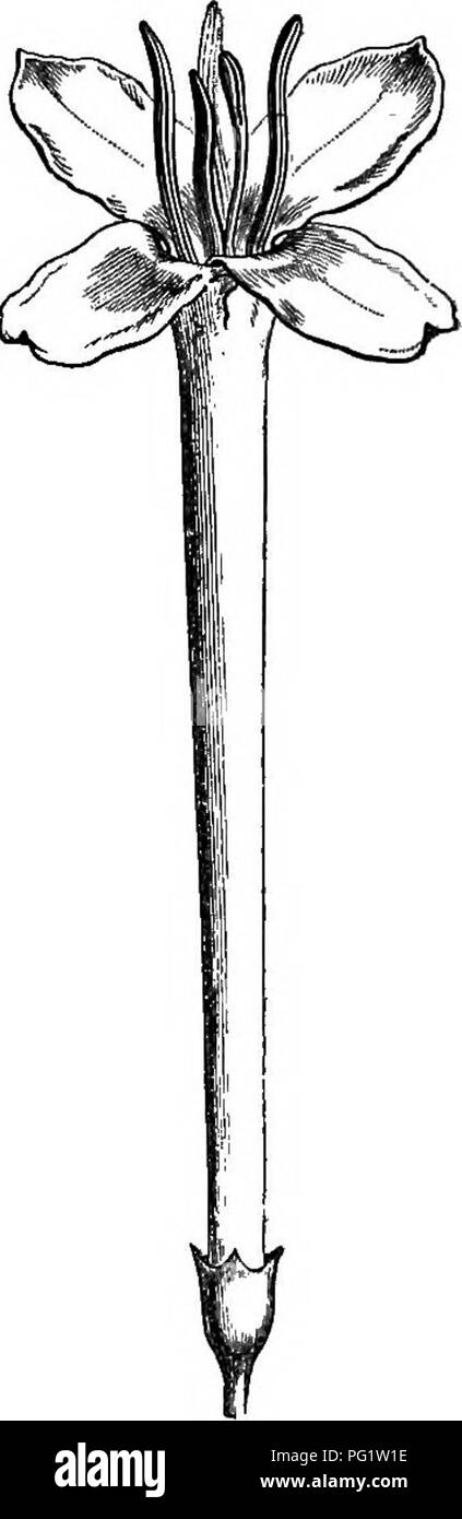 . Die natürliche Geschichte der Pflanzen. Botanik. 878 natürliche aiSTOBY von Pflanzen. Eizelle sehr unvollständig anatropous und Blumen mit kurze Stiele Lager Vorblätter connate in einem calycule; wir machen es nur ein 'Abschnitt von Coffea. Der gleiche Kurs vielleicht sollte verabschiedet mit Leio - Ixora {Pavetta) Indica.. Bitte beachten Sie, dass diese Bilder sind von der gescannten Seite Bilder, die digital für die Lesbarkeit verbessert haben mögen - Färbung und Aussehen dieser Abbildungen können nicht perfekt dem Original ähneln. extrahiert. Baillon, Henri Ernest, 1827-1895; Hartog, Marcus Manuel, 1851 -. London, L. Reeve Stockfoto