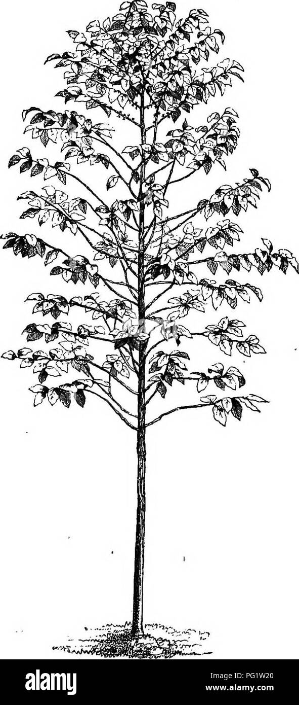 . Die natürliche Geschichte der Pflanzen. Botanik. BUB ICH ACE ^. 275 IV. Kaffee-Serie. Die Kaffee" (Abb. 261-256) haben regelmäßige hermaphrodit Blumen. Den Dreschkorb Gefäßes, das Einschließen des Eierstocks, Bären auf ihre Marge eine Coffea arahica.. Bitte beachten Sie, dass diese Bilder sind von der gescannten Seite Bilder, die digital für die Lesbarkeit verbessert haben mögen - Färbung und Aussehen dieser Abbildungen können nicht perfekt dem Original ähneln. extrahiert. Baillon, Henri Ernest, 1827-1895; Hartog, Marcus Manuel, 1851 -. London, L. Reeve &Amp; Co. Stockfoto