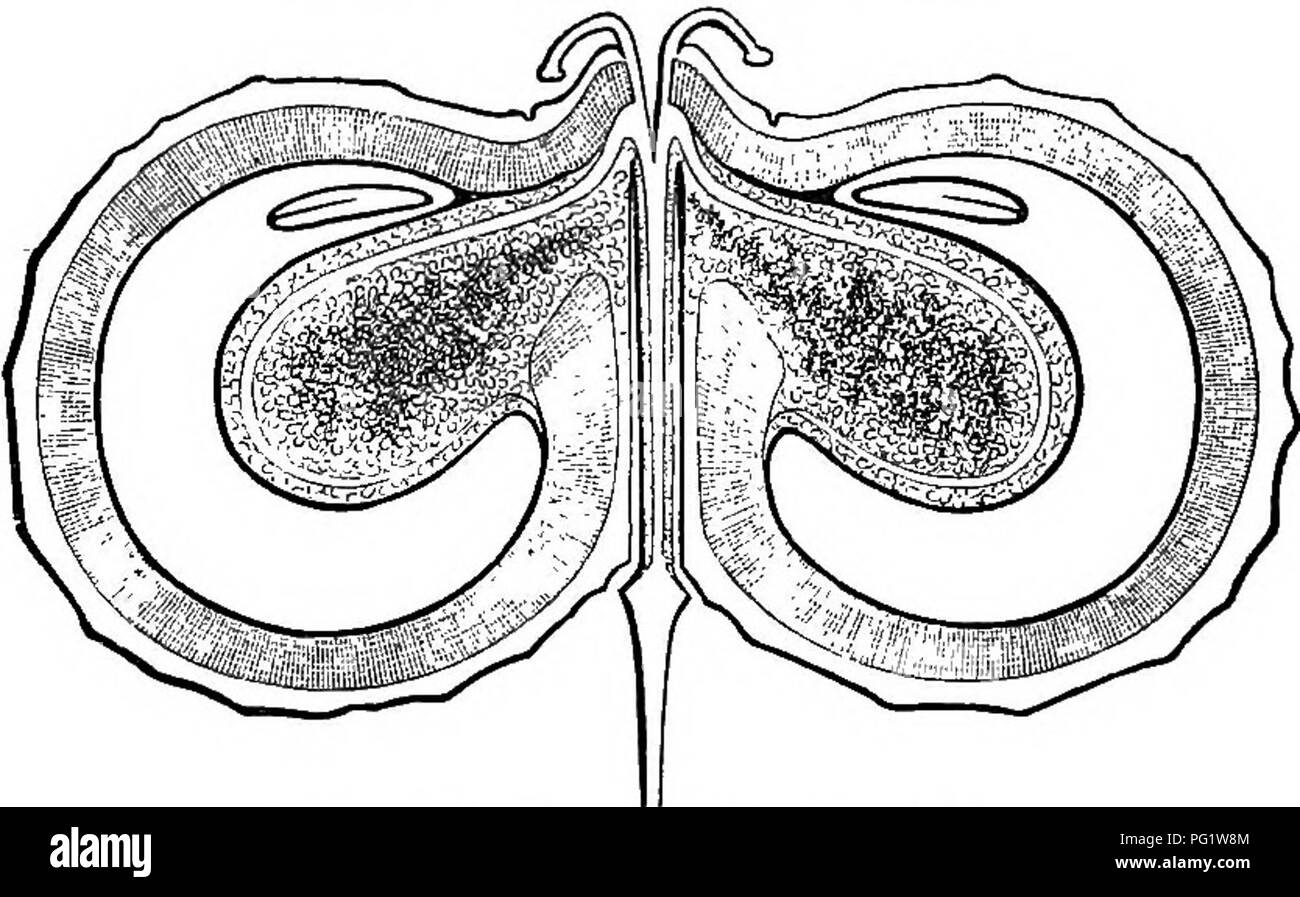 . Die natürliche Geschichte der Pflanzen. Botanik. Abb. 137. Obst (f). Abb. 138. Trans, Sekte, von Obst (f). In der allgemeinen Form von seiner Frucht Physospermum (Abb. 140) ist also analog zu Corian - Coriandrum {£ ifora) testiculatum.. Abb. 139. Lange. Sekte, von Obst (f). drum, wie oft in der Nähe von Es platziert werden. Es hat wenig entwickelten Kelchblättern, Blütenblätter durch eine lange inflexed Punkt beendet, abgeflacht konischen Sty-lopods und eine Frucht kurz oder breiter als lang und komprimierten senkrecht auf die Partition, wo es verengt ist, didymous, mit der primären Bergrücken sehr wenig ausgeprägt. Bitte beachten Sie, dass diese Bilder sind ex Stockfoto