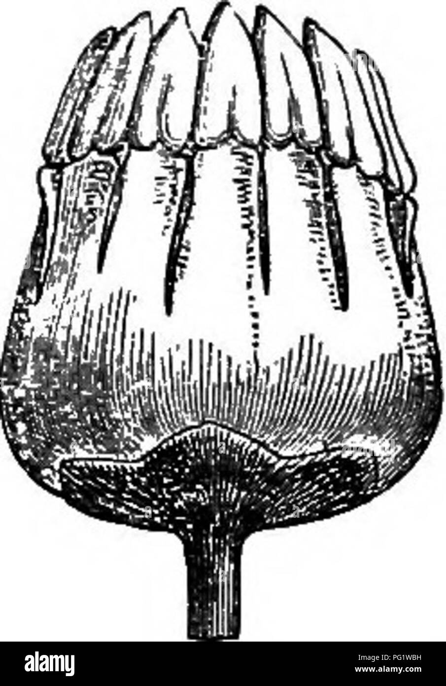 . Die natürliche Geschichte der Pflanzen. Botanik. Abb. 466. Blume (|). Abb. 470. Obst öffnen. Abb. 469. Blume, ohne den Corolla und androceam. Abb. 468. Blume, mit Corolla entfernt. Abteilungen, fünf Alternative imbricate Blütenblätter, und Zehn monadelphous Staubgefäßen, überlagert, fünf die Spaltungen der Kelch, und fünf auf die Blütenblätter. Alle sind in einem Rohr für eine variable Ausmaß der Filamente United, dann frei und durch eine bilocular introrse Staubbeutel, dehiscent durch zwei längs Klüften überwunden,^ oft außerhalb durch eine gleiche Anzahl von Stellvertretern, einfach oder Bifidum begleitet, Verlängerungen des Gipfels von t Stockfoto