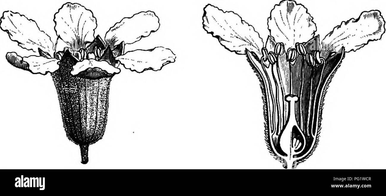. Die natürliche Geschichte der Pflanzen. Botanik. LYTHRAEIACEM. 437. die Abb. 64. 410. Blume (f). Ich ig. 411. Lange. Sekte, der Blume. Gegenüber Blätter und Blütenstände ähnlich der Lagerstroemia. Es wird geglaubt, ein Eingeborener von Arabien oder der Nachbarländer, afrikanischen oder asiatischen zu sein; es ist in den meisten tropischen Regionen eingeführt. PempMs (Abb. 410, 411), sonst nur wenig anders als die meisten der vorstehenden Gattungen, gehört zu einer kleinen Gruppe (PempUdece), Cha-racterized durch einen Va- riation im Modus Femp/m adduU. ofplacentation. Letzteres ist fast Ba-silar, das heißt, von der Basis der In- Stockfoto