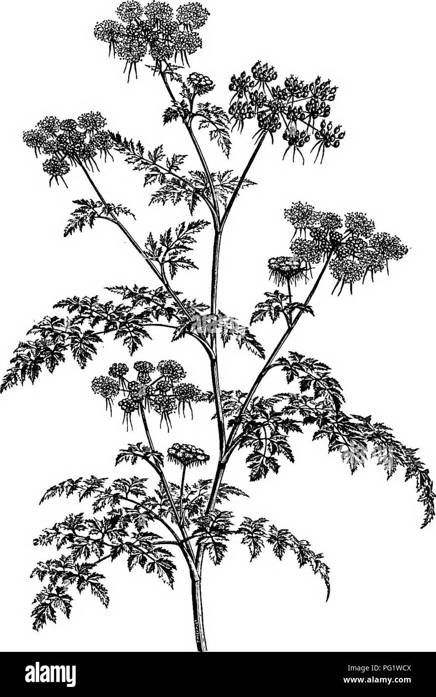 . Die natürliche Geschichte der Pflanzen. Botanik. 110 NATUBAL HISTOHY VON PFLANZEN. Die geringeren Hemlock oder Fool's Petersilie allein stellt die Gattung^ thusa (Abb. 105-108). Die Blumen haben keine Blütenkelch, fünf Blütenblätter,. Abb. 105. Reichblühend Zweig (J). sehr ungleichen am Umfang der Dolden, große und deprimiert stylopods. Die Frucht ist eiförmig, kurz- oder Fast kugelig, mit ein. Bitte beachten Sie, dass diese Bilder sind von der gescannten Seite Bilder, die digital für die Lesbarkeit verbessert haben mögen - Färbung und Aussehen dieser Abbildungen können nicht perfekt dem Original ähneln. extrahiert. Baillon, H Stockfoto
