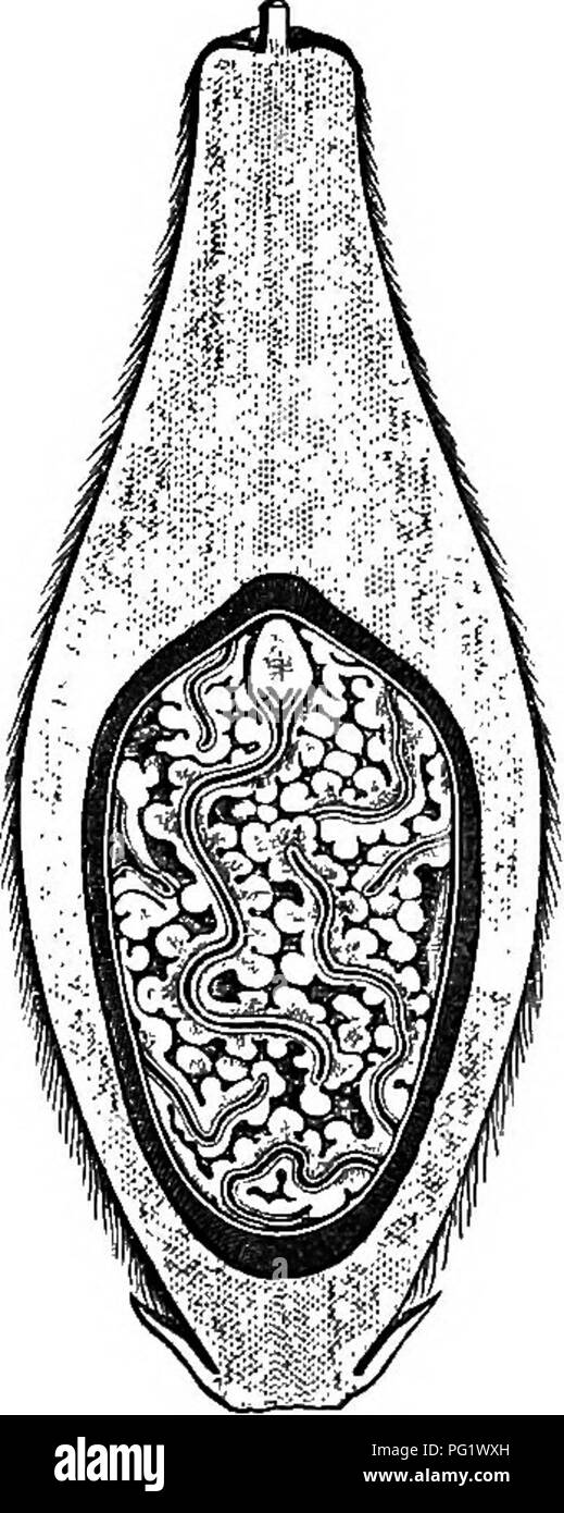 . Die natürliche Geschichte der Pflanzen. Botanik. Abb. 332. Obst. Abb. 333. Längsschnitt der Früchte. steinfrucht, bedeckt mit Haaren oder Punkte, die oftmals schließlich fallen. Der Stein ist hart, über längere Zeit in einem Gipfel mit harzigen Vesikel überfüllt, und Unten ausgehöhlt, der in einem monospermous Zelle. Der Nachkomme Samen enthält, unter einer dünnen subpulpy Haut, ein fleischiges, Wellpappe und Mul-tilobate Albumen granulare äußerlich, die alle über eine dünne Schicht, die sehr große foliaceous Keimblätter, mit denen er mehrmals auf sich gefaltet Die keimwurzel überlegen ist, kurz und dick, mehr oder weniger geschwollen in Stockfoto
