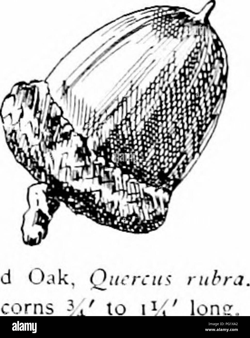 . Unsere einheimischen Bäume und wie sie zu identifizieren; ein beliebter Studie über ihre Gewohnheiten und ihre Besonderheiten. Bäume. Eiche Familie reifen Thema Frühling und Herbst Tönungen wird mehr und mehr interessant wie es ist mehr Vorsicht }- untersucht. Es ist jetzt gut verstanden, dass der Frost nicht ist ein Faktor, der das Problem und tliat Frühling und Herbst Tönungen aus Veränderungen im Charakter der clilorophyll entstehen; der eine bei der Chlor-phyll noch nicht ausgereift ist und die anderen, wenn es stirbt. Die eicheln sind charakteristisch, und niemals verwechselt werden. Die v sind die größten von allen Eiche der Biennale grou getragen Stockfoto
