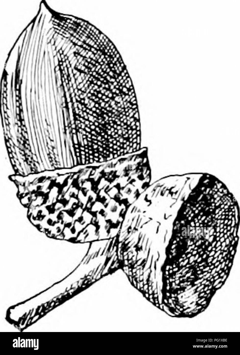 . Unsere einheimischen Bäume und wie sie zu identifizieren; ein beliebter Studie über ihre Gewohnheiten und ihre Besonderheiten. Bäume. Eiche Familie abgerundet oder akut. Sie kommen aus der Knospe gewickelten, gelb grün oder Bronze, oben, sehr Behaarte unten scheint. Wenn voll gewachsen sind dick, fest und dunkel gelb grün, sehr leuchtendes, helles Grün und Pubertierenden unten; wenig Stout, Ellow, primäre Adern auffällig. Im Herbst verwandeln Sie ein stumpfes ellow bald Chang - in einen gelb braun ing. Blattstiele stout oder schlank, kurz. Nebenblätter linear bis lanzettlichen, caducous. Fhnvi-Rs.-Mai, wenn die Blätter ein Drittel gewachsen. Staminate fl Stockfoto