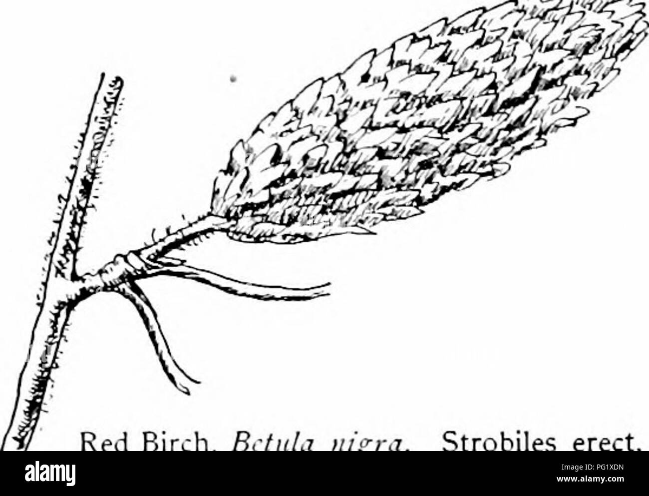 Dieses Buch enthält eine detaillierte Studie über einheimische Bäume in Nordamerika, wobei der Schwerpunkt auf der Identifizierung und den Merkmalen von Arten innerhalb der Birkenfamilie liegt. Es enthält Beschreibungen von Baumgewohnheiten, Samen und Reproduktionszyklen. Stockfoto