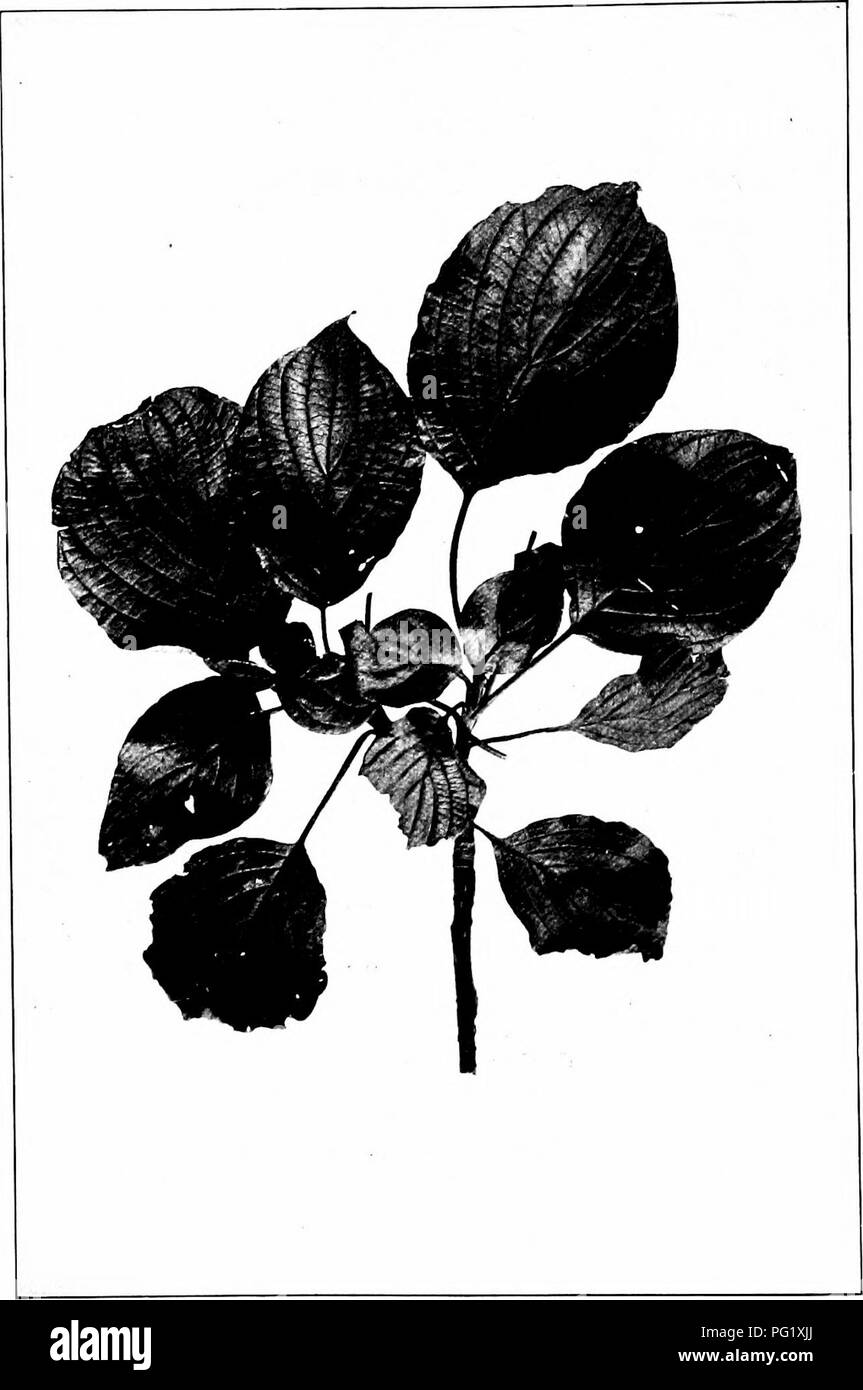 Diese Arbeit von Harriet L. Keeler bietet eine Studie über einheimische Bäume mit Schwerpunkt auf der Familie Dogwood. Es enthält Beschreibungen des Altint-Laub-Dogwood mit Details zur Blattgröße und -Eigenschaften. Das Buch betont die Identifikation verschiedener Baumarten und deren Besonderheiten. Stockfoto