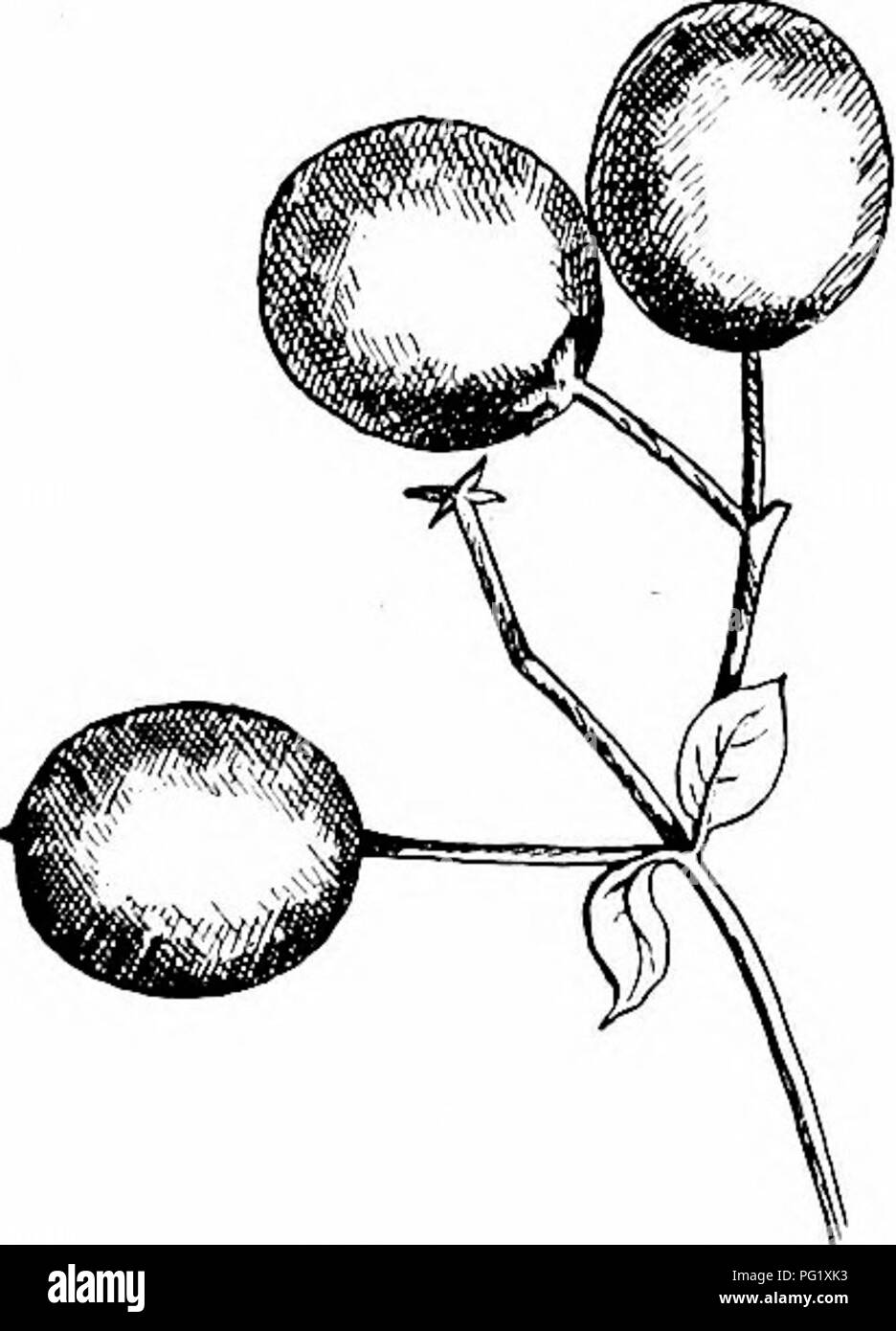 . Unsere einheimischen Bäume und wie sie zu identifizieren; ein beliebter Studie über ihre Gewohnheiten und ihre Besonderheiten. Bäume. Olivenöl Familie verlässt. - Gegenüber, einfach, oval oder länglich, vier Zentimeter lange eiglit, 1 bis 4 Zoll Breite, Keil - an der Basis, ganze mit Undulate. Ränder, zugespitzt, akute oder an der Spitze abgerundete. Feder- Geädert, mittelrippe Stout, primäre Adern auffällig. Ihey kommen aus dem buC conduplicate, gelb grün und oben, downy unten; wenn voll gewachsen sind Dunkelgrün aboe, blass unter glänzend und glatt mit Ausnahme der Mittelrippe und Venen, die Behaart sind. Im Herbst verwandeln Sie eine klare, gelbe und Fal Stockfoto