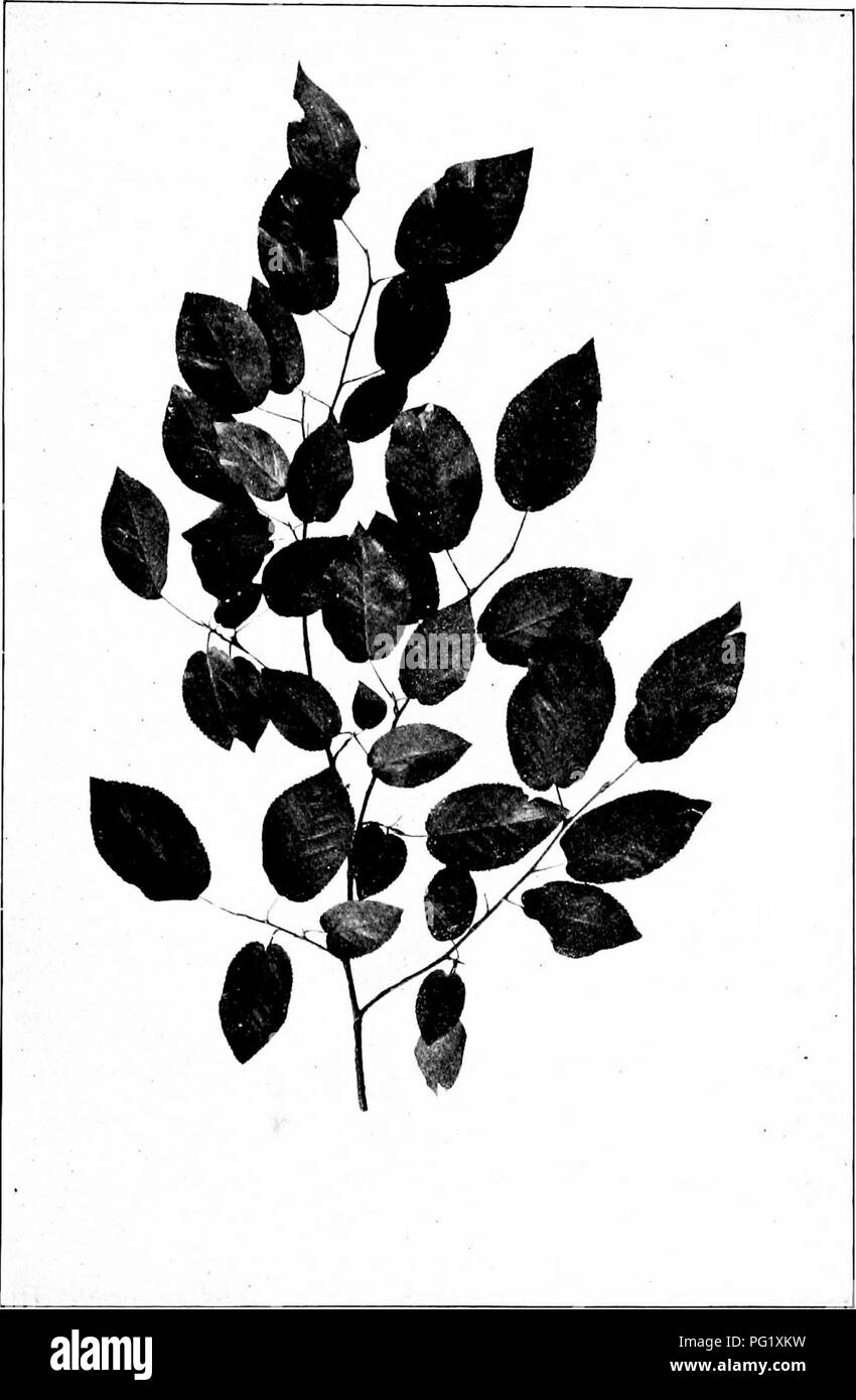 . Unsere einheimischen Bäume und wie sie zu identifizieren; ein beliebter Studie über ihre Gewohnheiten und ihre Besonderheiten. Bäume. Juni BERRY. Juni - berry, Amelanchier canadensis. Blätter 3' bis 4' lang, 1^' bis 2' breit.. Bitte beachten Sie, dass diese Bilder sind von der gescannten Seite Bilder, die digital für die Lesbarkeit verbessert haben mögen - Färbung und Aussehen dieser Abbildungen können nicht perfekt dem Original ähneln. extrahiert. Keeler, Harriet L. (Harriet Louise), 1846-1921. New York, C. Scribner's Söhne Stockfoto