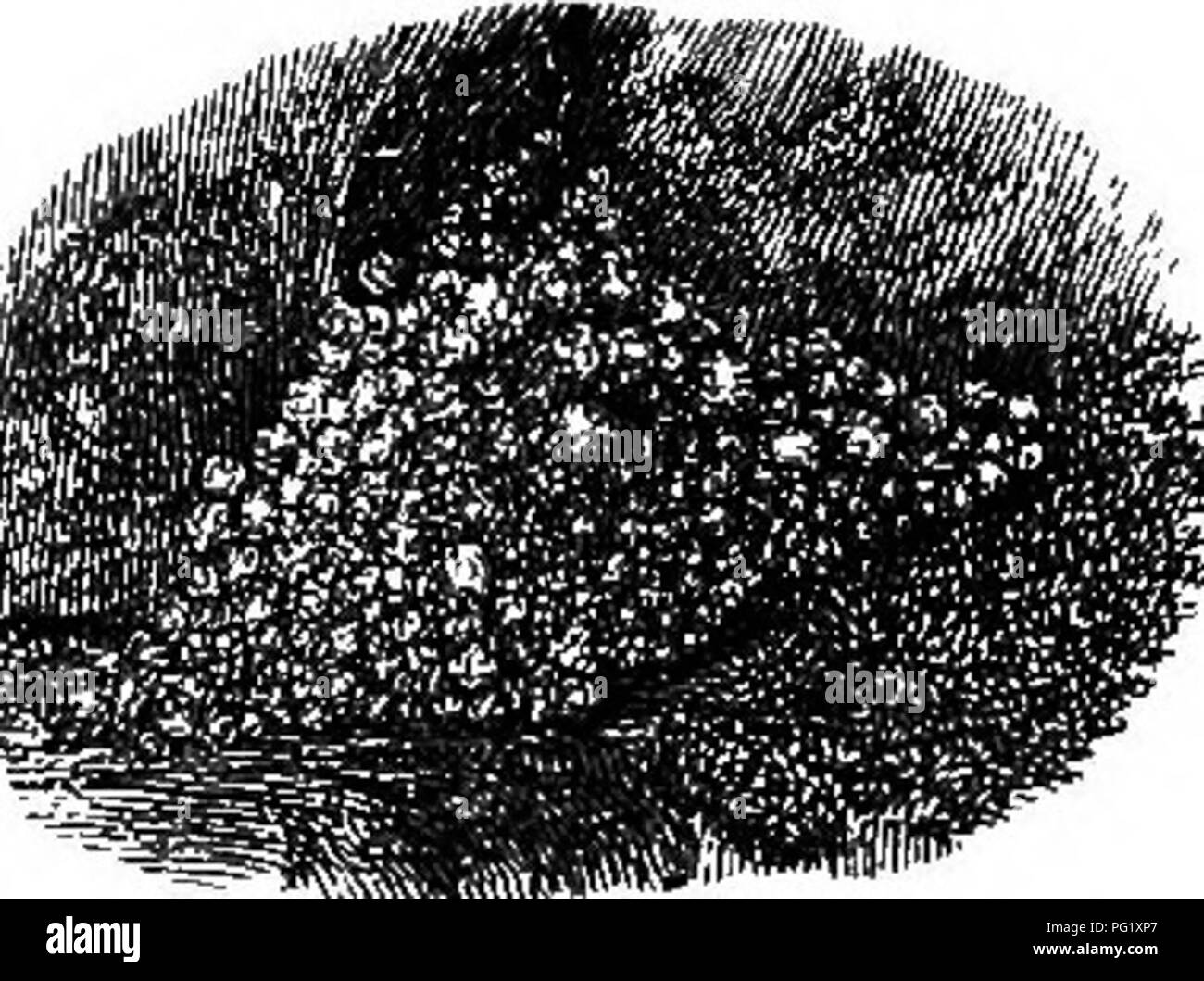 . Alpenblumen für englische Gärten. Berg pflanzen. Teil I. EINE KLEINE TOUR IN DEN ALPEN. 89 in Töpfen, die Sie benötigen nicht mehr als eine junge Eiche gewachsen. Auf den Cottage oder den Garten der ärmsten Sie verleihen ein Interesse und eine unserer größten Gärten würden durch ihre Anwesenheit verbessert werden, wenn entsprechend angeordnet. In der Regel Es ist selten, dass sie in den Anbau zu sehen, aber in letzter Zeit eine feine Art, S. calcareum, hat sich in der Verwendung als bekanten Anlage kommen. Um den Verlauf des Cobwebs Hauswurz wird normalerweise in einem miserablen Zustand in Töpfen gehalten, obwohl die begleitenden Schnitt, aus einem Foto bei Lamport Hall, Northampton, die s Stockfoto