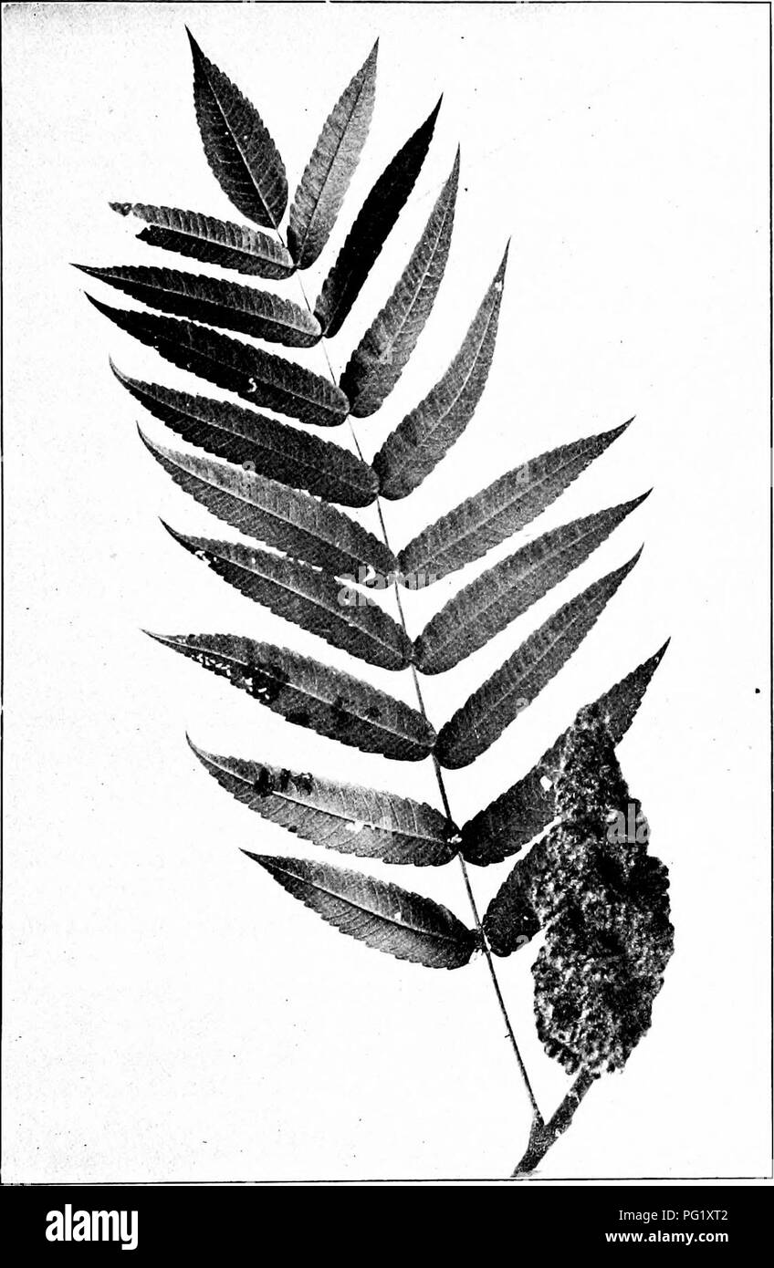 *Unsere einheimischen Bäume und wie man sie identifiziert* bietet einen Leitfaden zur Identifizierung einheimischer Baumarten mit Schwerpunkt auf der Staghorn Sumach (Rhus typhina). Die Beschreibung umfasst die charakteristischen langen Blätter des Baumes, die zwischen 16 und 24 Zoll reichen, und Flugblätter, die zwischen 2 und 5 Zoll lang sind. Stockfoto *Unsere einheimischen Bäume und wie man sie identifiziert* bietet einen Leitfaden zur Identifizierung einheimischer Baumarten mit Schwerpunkt auf der Staghorn Sumach (Rhus typhina). Die Beschreibung umfasst die charakteristischen langen Blätter des Baumes, die zwischen 16 und 24 Zoll reichen, und Flugblätter, die zwischen 2 und 5 Zoll lang sind. Stockfoto