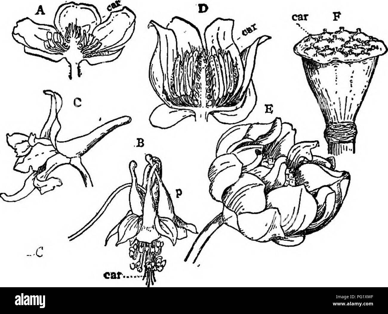 . Vorträge über die Entwicklung der Pflanzen. Botanik; Pflanzen. DICOTYLEDONS207 sind reduzierte Formen, dies kann aber nicht für bewilligt worden genommen werden, und eine weitere Untersuchung ist, bevor definitive Con-clusions kann las ihre systematische Position erreicht werden. Die Amentaceae sind überwiegend Bewohner der kühleren Teilen der Welt, von denen einige, wie die Weiden und. Abb. 50 (Polycarpicae). - Ein Abschnitt ol die Blume eines Buttercup (Ranun - culus); die zahlreichen Fruchtblätter sind vollständig getrennt voneinander; B, Blume der wilde Akelei (Aquilegia); die Blütenblätter, p, sind in Tubular necta geändert - Ries; C, Blume eines Larkspur Stockfoto