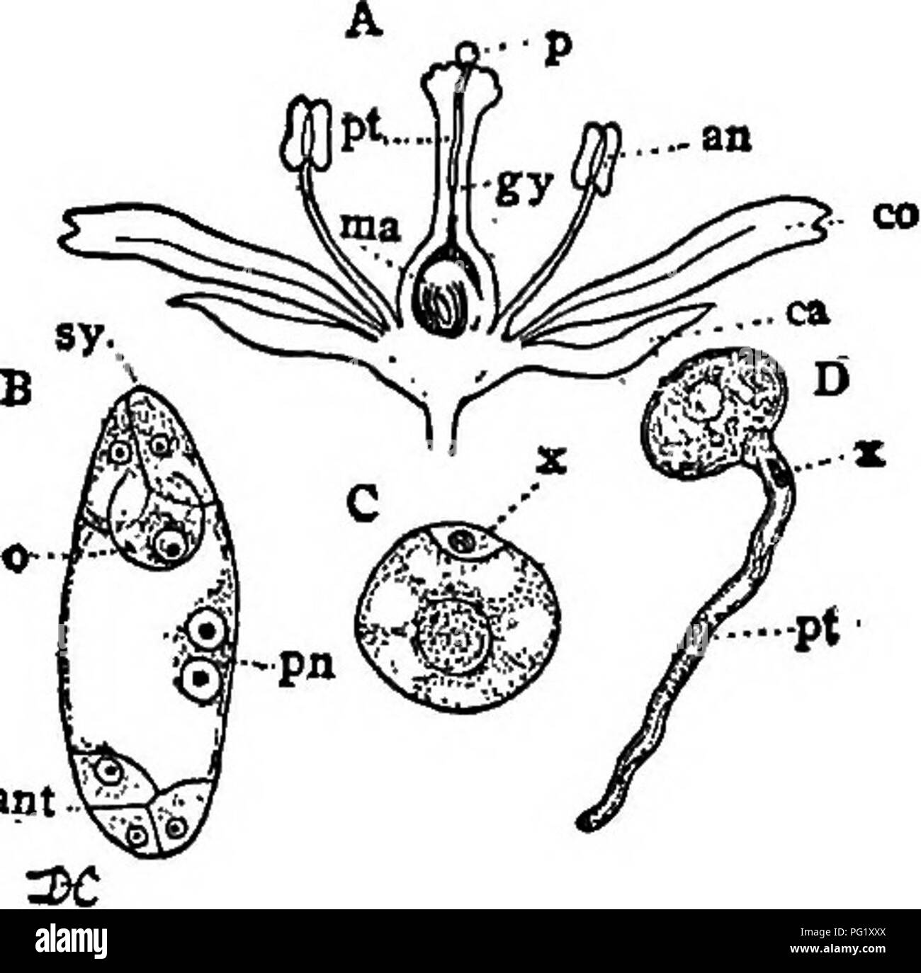 . Vorträge über die Entwicklung der Pflanzen. Botanik; Pflanzen. Angiospermen^ 179. spore oder embryo-sac (Abb. 44, A, ma, B), die in Ita Ursprung entspricht, in der gymnosperms und Pteri - dophytes als isoetes. Wie in der Gymno-Spermien, die Makro-spore bleibt Pro-manently innerhalb der Eizelle. Die gametophyte ist Usu-ally Transport "emely reduziert, die in der typischen Formen eine sehr konstante Struktur. Die einzigen nu-cleus des ma-crospore teilt, und einer der beiden resultierenden Kerne bewegt sich an jedem Ende der spore-Buchse oder der Embryo-sac. Hier wird jeder Kern teilt twtee, so dass es Ergebnis Stockfoto