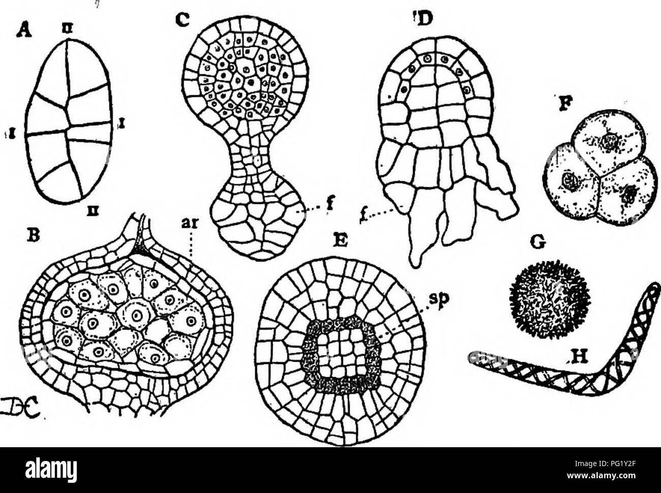 . Vorträge über die Entwicklung der Pflanzen. Botanik; Pflanzen. Moose und LIVEEWOKTS 109 Der sporophyt in Riccia ist sehr einfach, unter Hinweis darauf, dass der Coleochsete (Abb. 10, C) Unter den Algen, und es gibt keine Schwierigkeiten, zu verstehen, wie ein sporophyt von der Art der in RICCIA können sich vom Coleochsete entstanden sind.. Abb. 28 (Entwicklung der sporophyt in Hepaticse). - Ein, yonng em bryo - sporophyt von Targionia; i, ii, die erste Abteilung Wände in den düngerstreuer-Ei; B, Längsschnitt der jungen Sporophyt der Riccia, schlossen im archegonium, Ar; alle Zellen, ausgenommen Stockfoto