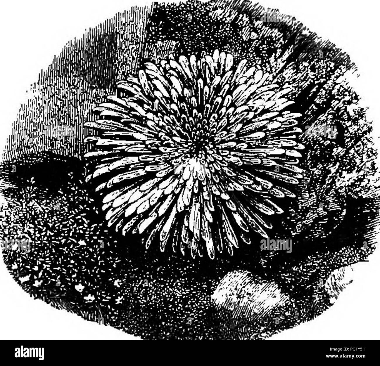 . Alpenblumen für englische Gärten. Berg pflanzen. ALPINE FL 0 WERS. Teil I., zu alpinen Pflanzen eine Behandlung ganz anders als das, was bisher in der Mode vollständig gesehen werden. Die "nur Ton prin- Grundsatz in der Regel dort eingesetzt ist, dass der Erhöhung der Pflanzen über dem Boden. Natürlich im Winter durch ein trockenes Bett aus dickem Schnee geschützt, einige von ihnen können auf unserer Ebene feuchten Böden in dieser Saison vorhanden. Aber dieses Prinzip der Höhe sollte in allen Fällen von der Mehr unbedingt die Pflanzen reichlich bedeutet, tief verwurzelt in Gute und Pro-fectly fir begleitet werden. Stockfoto