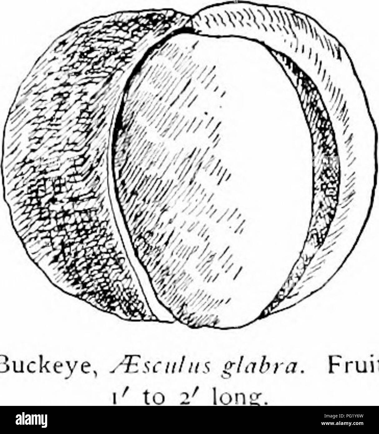 Dieser Reiseleiter bietet einen umfassenden Überblick über einheimische Bäume, einschließlich des Ohio Buckeye, bekannt für seine unverwechselbare Nuss mit einer braunen Narbe, die dem Auge eines Hirsches ähnelt. Das Buch beschreibt die Merkmale des Baumes und seine kulturelle Bedeutung für Ohio. Stockfoto