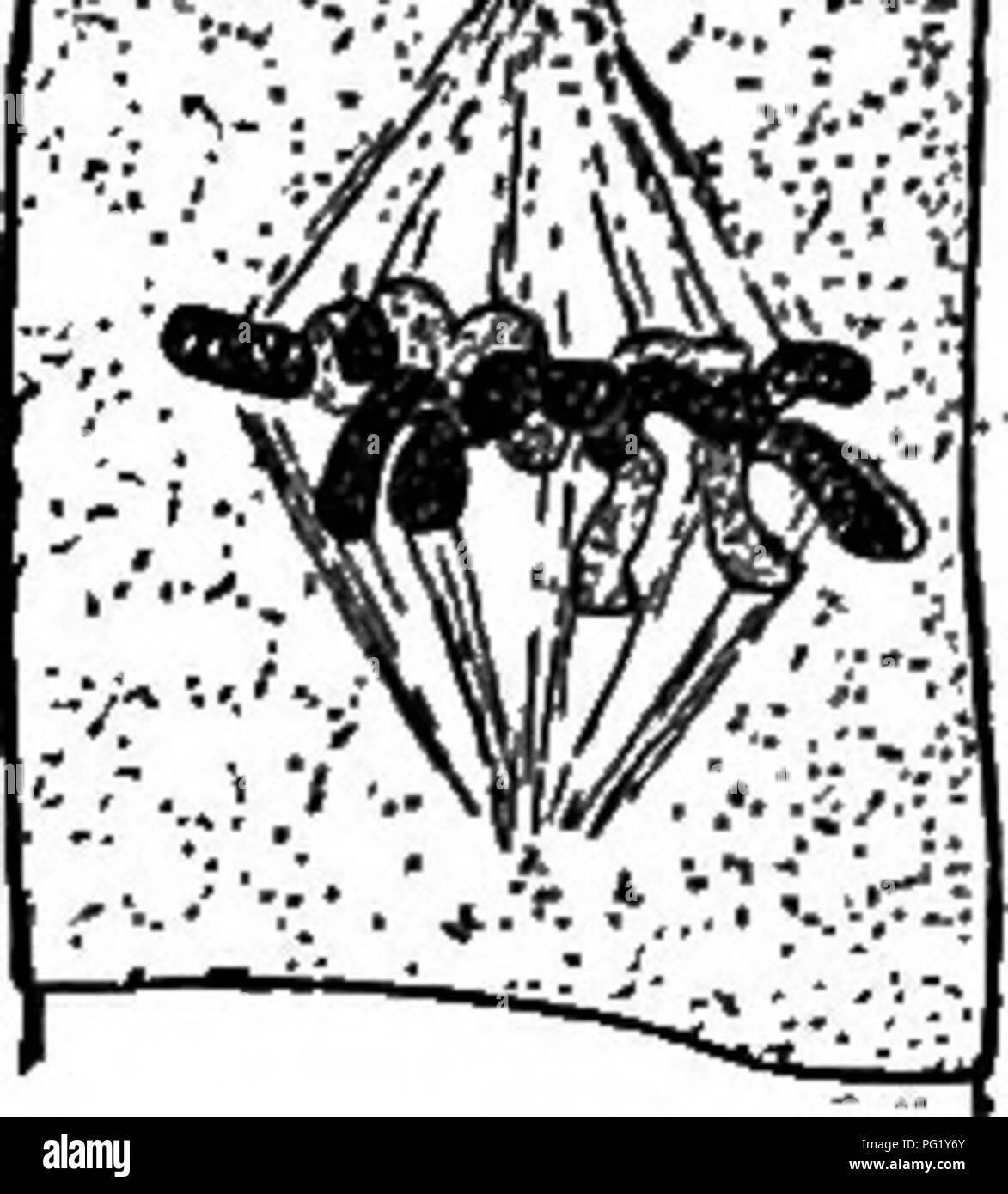 . Vorträge über die Entwicklung der Pflanzen. Botanik; Pflanzen. EVOLUTION DER PFLANZEN MW ^ Ich der höheren Formen, wie der Zellen im Stiele eines guten viele blühende Pflanzen. Viel häufiger die Teilung der Zellkern wird durch eine Reihe von komplizierten Änderungen, Ergebnis-ing in die Auflösung der Linin-thread in einzelne Stücke oder Segmente (chro-mosomes) und eine weitere Aufteilung der Segmente in Hälften voraus. Zwei Gruppen von Segmenten sind so gebildet, die SEP-für Arate und sich neu ordnen, die Tochter - Kerne zu bilden. Diese indirekte Division (Mitose, Karyokine-sis) ist die einzige Form f Stockfoto . Vorträge über die Entwicklung der Pflanzen. Botanik; Pflanzen. EVOLUTION DER PFLANZEN MW ^ Ich der höheren Formen, wie der Zellen im Stiele eines guten viele blühende Pflanzen. Viel häufiger die Teilung der Zellkern wird durch eine Reihe von komplizierten Änderungen, Ergebnis-ing in die Auflösung der Linin-thread in einzelne Stücke oder Segmente (chro-mosomes) und eine weitere Aufteilung der Segmente in Hälften voraus. Zwei Gruppen von Segmenten sind so gebildet, die SEP-für Arate und sich neu ordnen, die Tochter - Kerne zu bilden. Diese indirekte Division (Mitose, Karyokine-sis) ist die einzige Form f Stockfoto