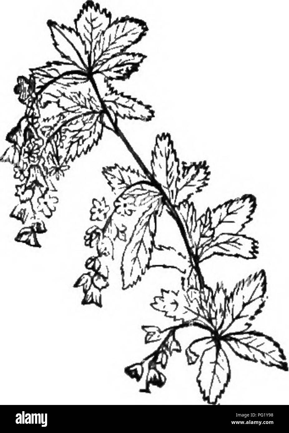 . Die Biene - der Keeper Guide; oder, Handbuch der Imkerei. Bienen. Abb. 210.. Chinesische Glyzinien.-Original. Berberitze.- OrujiiidJ. Bald sammeln eine teacupful,. Von Hand, klare, schöne Nektar von gutem Geschmack. Chinquapin (Castanea pumila) ist ein ausgezeichneter Honig - Anlage im Carolinas. Das Pferd - Mint (Abb. 213), (Monarda aristata), vor allem in Texas, ist das Senden der Bienen, ihre Bienenstöcke mit ihrer besonderen, aromatischen Nektar geladen. Dies, mit der buckthorns, Arten von Rhamnus und Ceonothus, Ertrag Honig in den Juni. Diese Pflanzen oft' abgedeckt werden, der morgen in Wisconsin und Minnesota. Herr. Bitte beachten Sie, dass diese Bilder sind Stockfoto