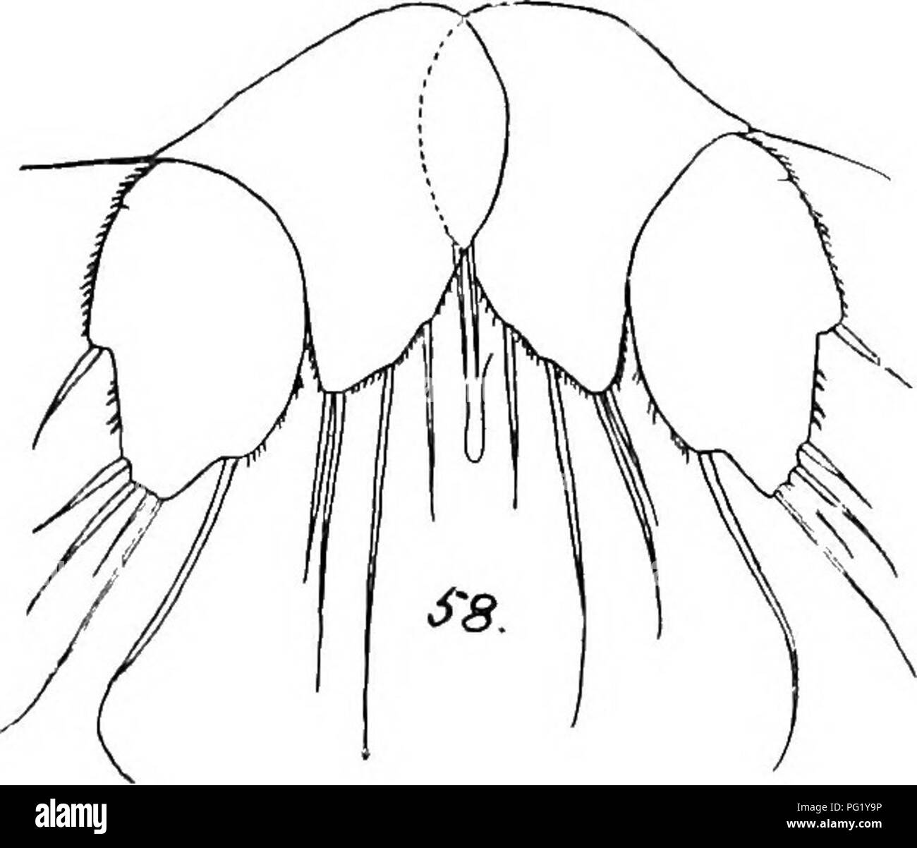 . Bericht der Kanadischen Arktis Expedition 1913-18. Wissenschaftliche Expeditionen. Abb. 55. A. nasutus 9. p2 Ri. Abb. 56. Gleichen, p2Re. Abb. 57. Gleichen, p4 Ri. Die fünfte Beine (p5 9) sind sehr charakteristisch, mit einer langen und steilen decUvity besetzt von ein paar spinules, die sich zwischen den beiden äußersten Stacheln des distalen Lappen (Abb. 58). Hinter dem innersten Seta der inneren lolies gibt es gesehen eine chitinous Verdickung Verfahren rückwärts aus dem genitalen Öffnen.. Abb. 58. Amphiascus nasutus. p 5 9. In der männlichen, die inneren Ramus des zweiten Fuß ist in einer außerordentlichen Weise umgebaut haben, Stockfoto
