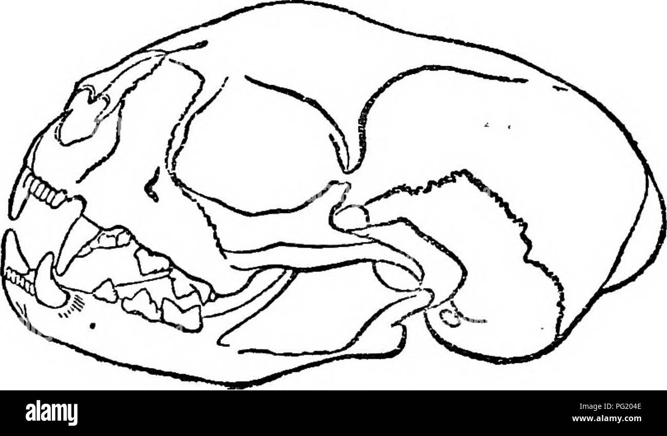 . Ein Hand-buch der Britischen mammalia. Säugetiere. Katzen. 87 pre-molar-Serie gibt es eine Minute quer längliche molnr, die scheinbar funktionslose; während im Unterkiefer das Fleisch - Zahn, welcher hier eine Molare, Formen der Letzte in der Reihe. Die Zehen, von denen es fünf in der vorderen und vier in die Hinterbeine, Extremitäten, mit langen, scharfen, gebogenen Krallen, der fähig ist, mit Ausnahme der Jagd - Leopard, vollständig innerhalb der Schutz eingefahren. Schädel von Wild Cat Hüllen. Im Darm die blinden Anhängsel oder Caecum, ist kurz. In wandern, diese Tiere alleinige Lauffläche Stockfoto