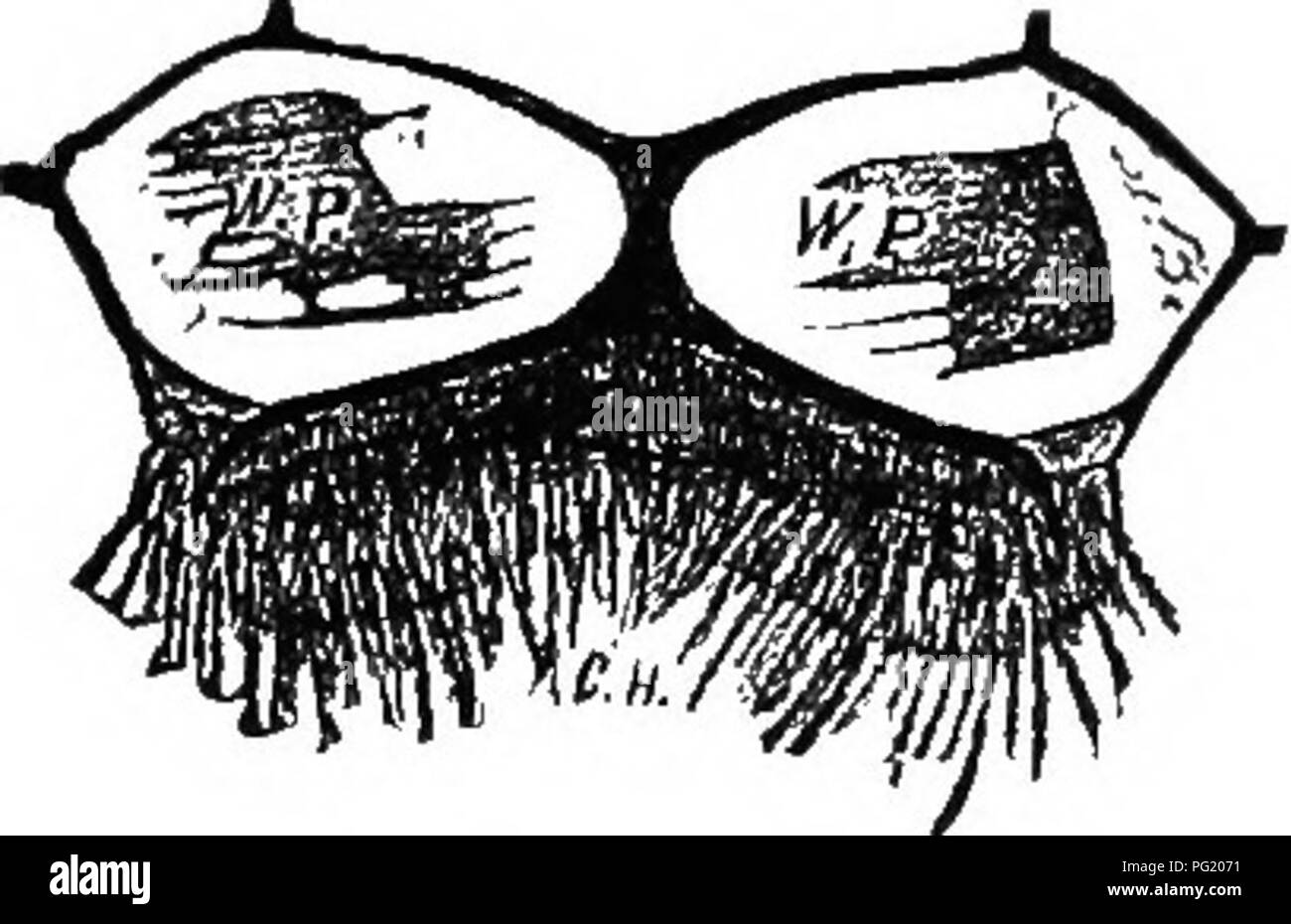 . Die Biene - der Keeper Guide; oder, Handbuch der Imkerei. Bienen. An der Unterseite des Abdomens der WM-ker-Bee.-Origmal. 11! Wachs Skalen. w.w. Wachs Skalen. modifiziert, um die "Wachs-Taschen zu bilden; "obwohl Wachs-Platte wäre ein passender Name. Diese Wachs-Platten (Abb. 73) sind glatt, und der vordere Teil der einzelnen ventralen Platten bilden. Jedes ist breitrandig mit einem Rand chitine, die gibt es Stärke und Macht "Pocket" einen geeigneten Namen, Abb. 73.. Original. w p Wax-Plates. c li Compound Haare. Vor allem in den vorangegangenen Segment schaltet über diese Wachs-Platten. Der posterioren Portio Stockfoto