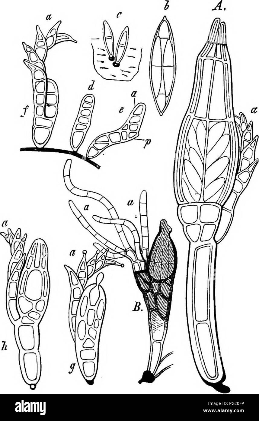 Dieser Abschnitt des Buches befasst sich mit der Klassifizierung und dem Vergleich von Pilzen, Myxomyceten und Bakterien, wobei deren biologische Strukturen und morphologische Unterschiede untersucht werden. Diese Organismen spielen eine wichtige Rolle in Ökosystemen und werden auf ihre Auswirkungen auf die Pflanzengesundheit und Krankheiten untersucht. Stockfoto