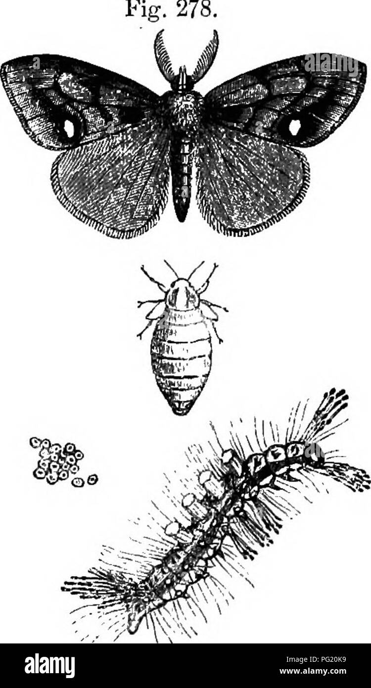 . Das Buch der Garten. Im Garten arbeiten. Insekten SCHÄDIGENDEN IN DER FL 0 WER: GAEDEN. 831. Neben diesen gibt es eine Vielzahl von Pai-a-sitic Insekten, die ihre Eier in den alten aphides, und dessen Jungen weiden auf, und bei voll ausgewachsenen, Ausgabe von ihnen, so dass nichts von dem Körper der aphis aber eine trockene leere Haut. Die earwig und Ant spielen eine Rolle, und eine Anzahl von Soft-billed Vögel sind äußerst xise-ful im Frühjahr, durch die Einverleibung der jungen Neu geschlüpften aphides, wie Sie aus den Eiern Problem im letzten Herbst festgelegt. Unter den Vögeln, die unsere Assistenten in dieser Angelegenheit, die grüne und die rote Holz Stockfoto