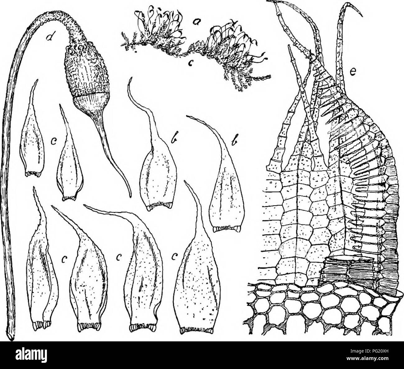 Diese botanische Arbeit beschreibt verschiedene Pflanzenarten aus der Buitenzorg-Region mit einem Schwerpunkt auf Blattstrukturen und Zellmorphologie. Die Beschreibungen spezifischer Pflanzen umfassen ihre Blattformen, Zellstrukturen und detaillierte Beobachtungen zu ihren botanischen Eigenschaften. Stockfoto