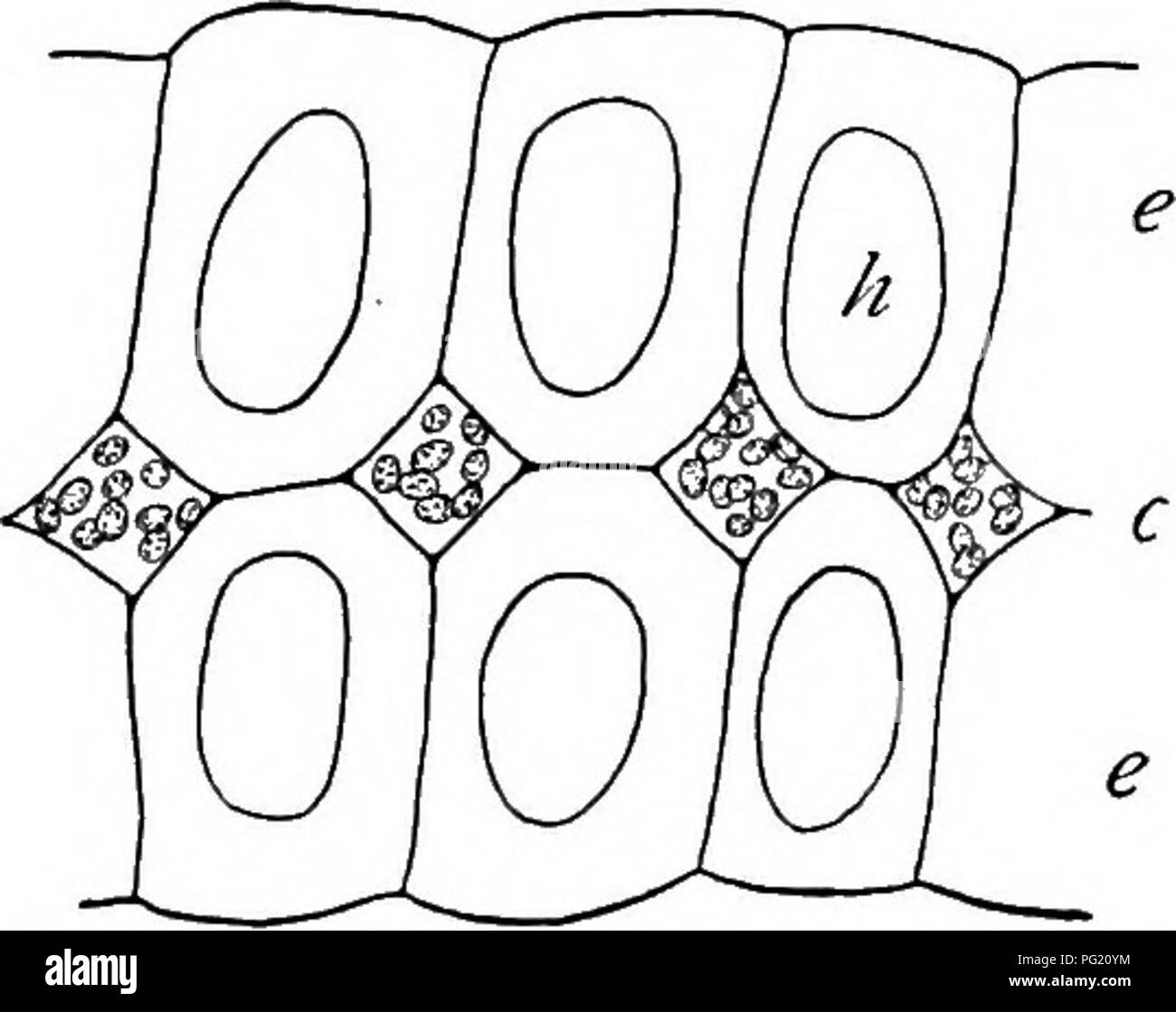 . Ein Lehrbuch der Botanik für Hochschulen und Universitäten ... Botanik. Abb. 899. - einer Fläche die Ansicht eines Teils eines Blattes von Sphagnum, zeigt die nar-Row, längliche lebende Zellen (c) mit chloroplasten und die Größeren, farblos, tote Zellen (h) mit ihren Spirale thicken-ings und Poren (p); sehr vergrößert. - Von CoCTLTER (Teil I). Abb. 900. - Ein Querschnitt durch ein Blatt Leucobryum, zeigt die zentralen Chlorophyll Ebene (c) Mit seiner Chloroplasten, und die peripheren Schichten (e), deren Zellen miteinander kommunizieren, durch die Poren (h), die Pro-forate die Wände; sehr vergrößert. median re Stockfoto