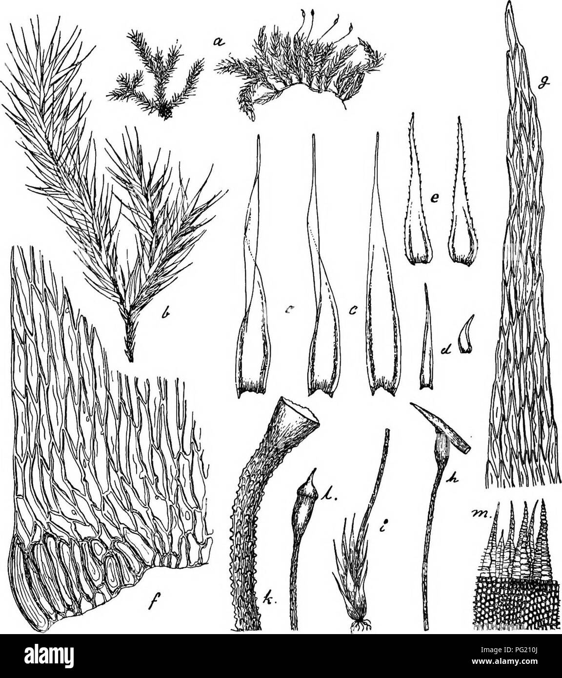 . Flore de Buitenzorg. Botanik. 1202 aus gleichbreiter Grundlage schmallanzettlich, Allmahlich lang zugespitzt, bis 0,3 mm breit und 2 bis 2,6 mm lang. Abb. 198.. Clastoiryophilum bogoricum Flsch. a. Habitusbild (Nat. Gr. g). Wenn BlattspHze?. Ich. Desgl. Â°. A. Spoiogon mit Haube VÂ° (/ Bryol. Jav.). t. Astbliitter V-â¢ Perichaetium '/(/ Bryol. Jav.) d. Blatter bin Astgrunde V-* Oberer Teil der Seta V-e. V./Perichaetialbliitter. Kapsel'/(/ Bryol. Jav.). /. Blattgrund mit Alarzelleu iii. m. Peristom Y (''' = '1 Bryol. Jav.). Blattrand unversehrt, mehr oder weniger eng / ein Stockfoto