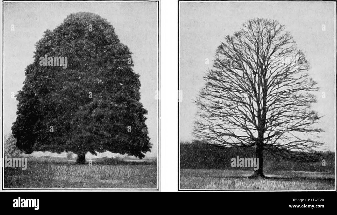 . Ein Lehrbuch der Botanik für Hochschulen und Universitäten ... Botanik. Abb. 843. - Eine Winterlandschaft, die den Kontrast zwischen Laub- und immergrünen Bäumen; die Evergreens sind die österreichische Schwarzkiefer (Pinus Laricio); die Laubbäume sind Weiden {Salix alba) und Silber Ahorn (Acer saccharinum) die Kiefern sind excurrent, während die anderen Bäume Deliqueszenten sind; Chicago, 111 - Foto von Fuller.. Abb. 844. - Ein Sugar maple {Acer sac-charum), die in der geöffneten gewachsen und ist somit symmetrica], die allgemeine Form konisch, mit abgerundeter Spitze; das entspricht einem laubbaum im Sommer con Stockfoto