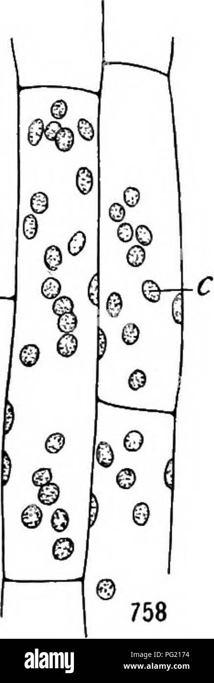 . Ein Lehrbuch der Botanik für Hochschulen und Universitäten ... Botanik. Ich c-759 ^S | 0 t@ Abb. 757.- eine albescent Blatt von Abuiilon; die schattierten Teile' stellen die Teile mit Chlorophyll, die anderen Teile, farblos; beachten Sie die stärkere Entwicklung der Teile, wo das Chlorophyll ist reichlich vorhanden. Abbn. 758, 759. - Variationen in der fonn und Position der Chloroplasten (c) ich Sockel: 758, einer Fläche von epidermalen Zellen, die ausgesetzt worden sind, Licht zu zerstreuen; die Position ist die des epistrophe; 759, ähnliche Zellen, die ausgesetzt worden sind, und eher intensiver Sonne - Licht, Stockfoto