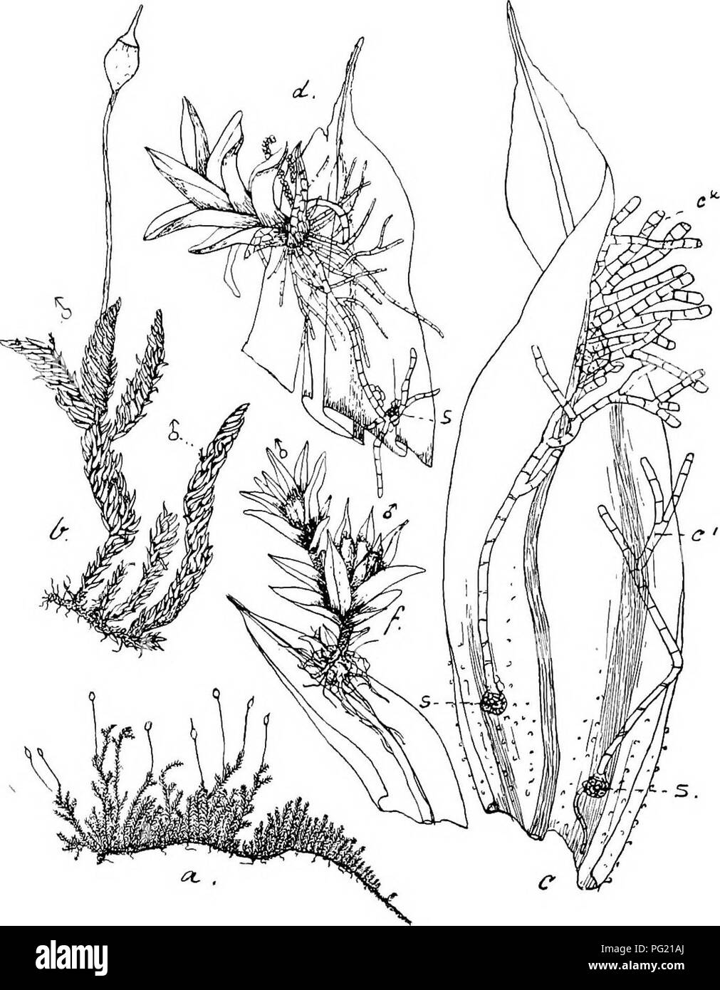 . Flore de Buitenzorg. Botanik. 425 Schlotheimia teres Dz. et Mb., Hinzufügen. So. tiafc., 1844, II, S. 314. Exsiccata: M. Fleischer, Muse. Keala. Ind., N°. 132 (1900). (Zweihausig phyllodiScisch). d" Pflanzen beblattert, winzig Kk. 78.. Macromitri Blumei Nees. u. Habitusbild (Nat. Grosse); Ich. Desgl. mit d" Bluten Ich. Ich,. Stengelblatt mit s., keimenden Spoi'en, c' und c'., Fadenprotonema, aus dcm sich sterben (/Planze entwickelt 12 .. d. Jange rf" Pflanze in Del-Blattspitze sicli entwiokelnd ijS..: s. Spore. /. Aasgebildete' (/Zwergpflanze mit Anthendien-2 Ich. Klein, ohne Stengelchen, Stockfoto